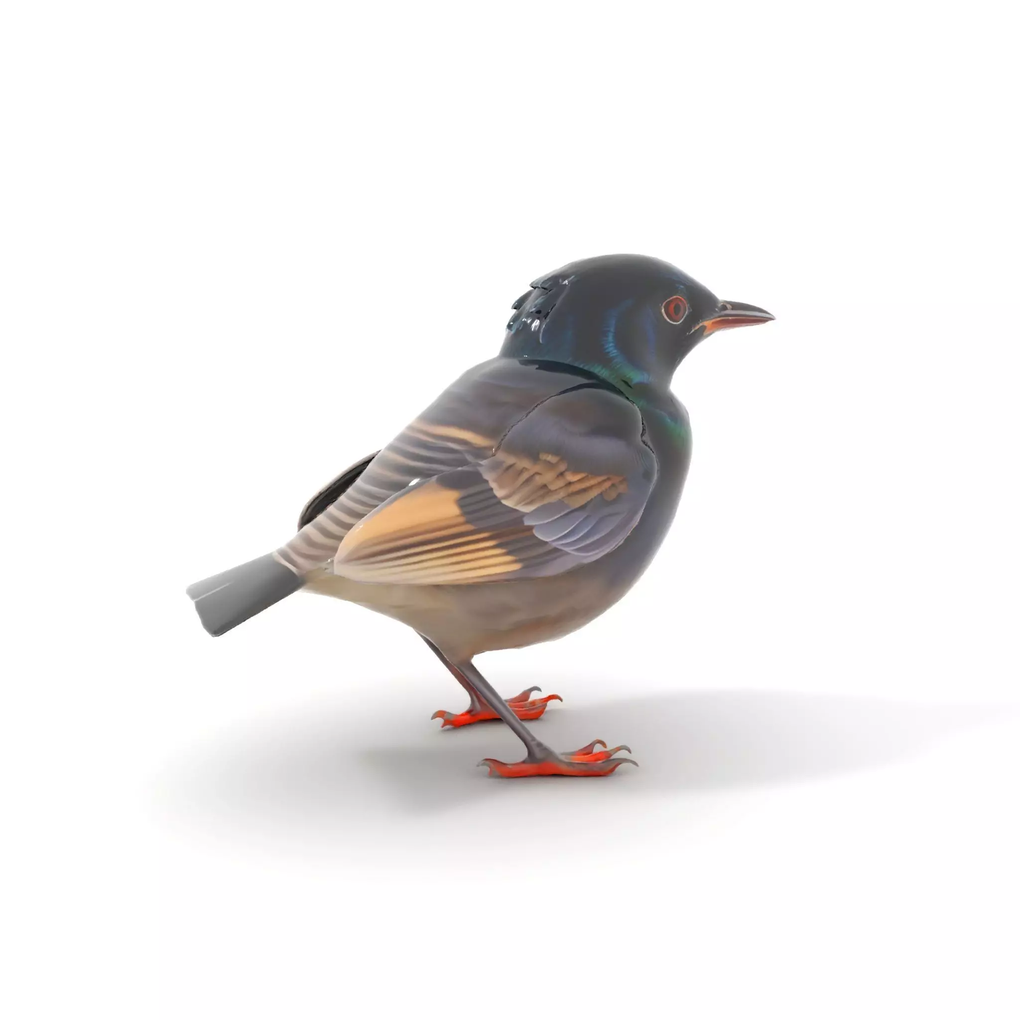Iridescent Starling model pack Low-poly 3D model_7