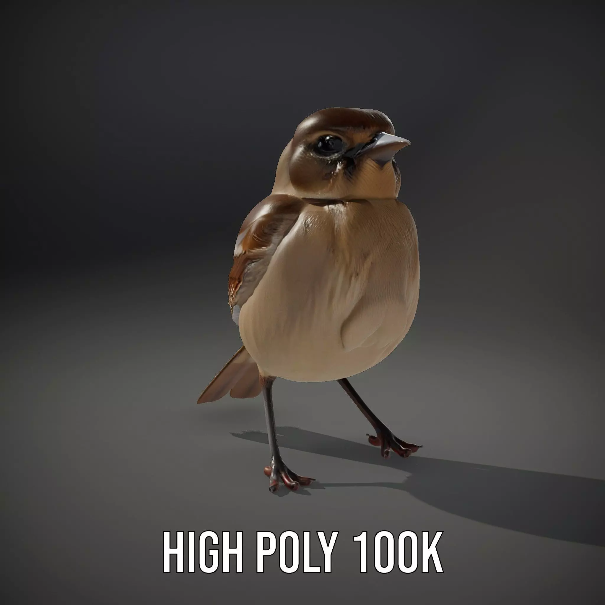 Golden Feathered Bird model pack Low-poly 3D model_9