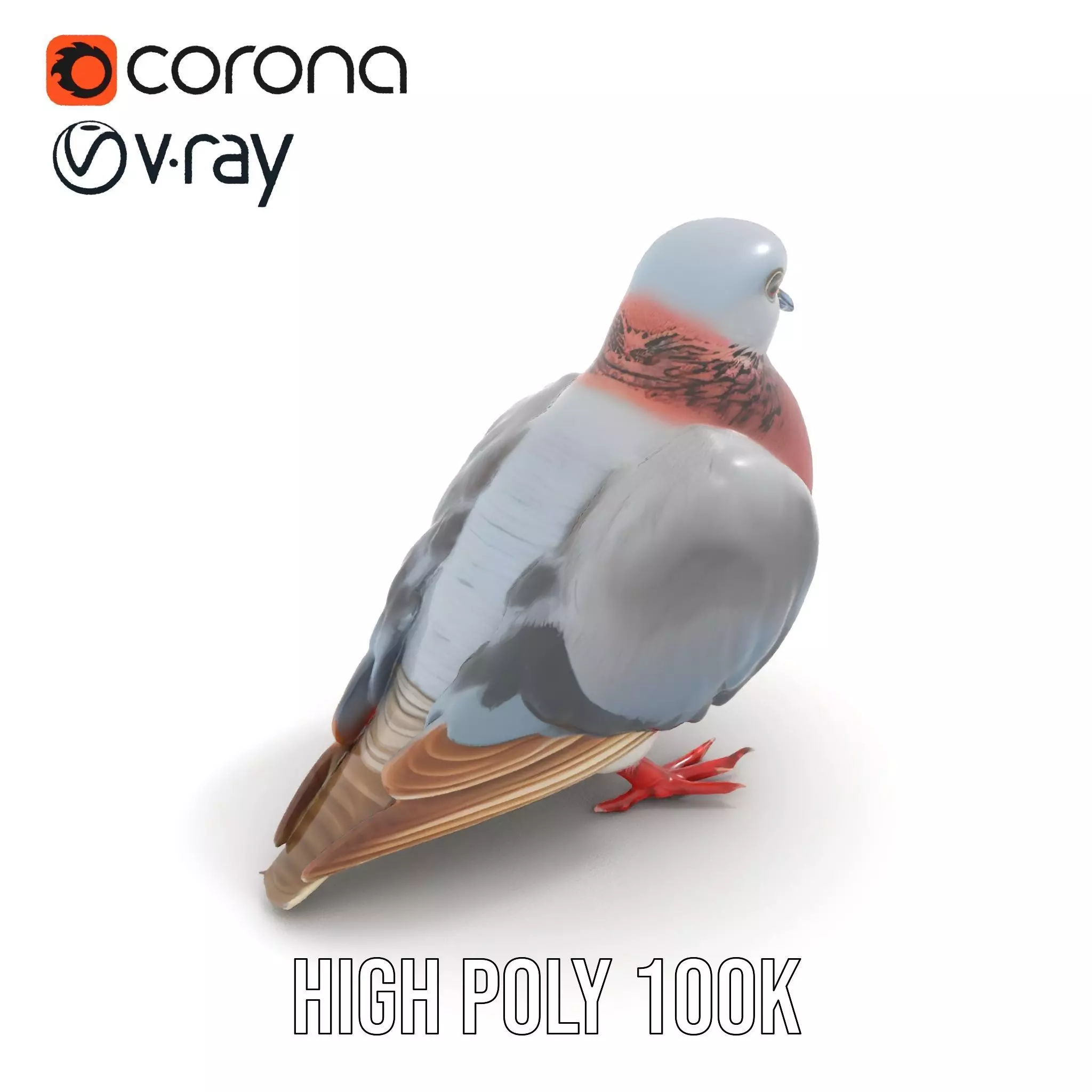 Elegant Pigeon Model Pack Low-poly 3D model_16