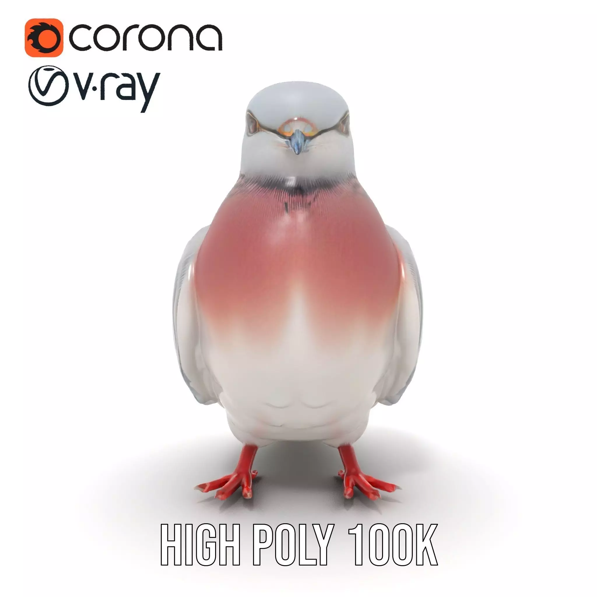 Elegant Pigeon Model Pack Low-poly 3D model_27