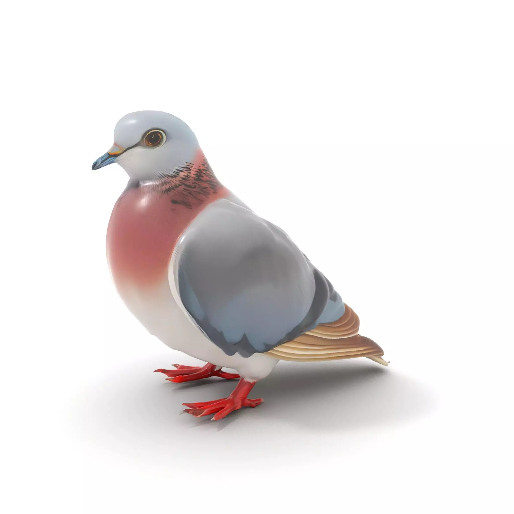 Elegant Pigeon Model Pack Low-poly 3D model_0