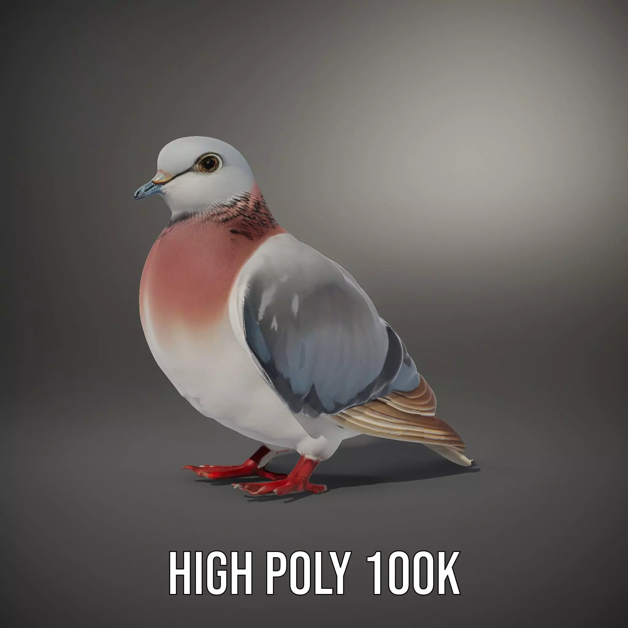 Elegant Pigeon Model Pack Low-poly 3D model_9