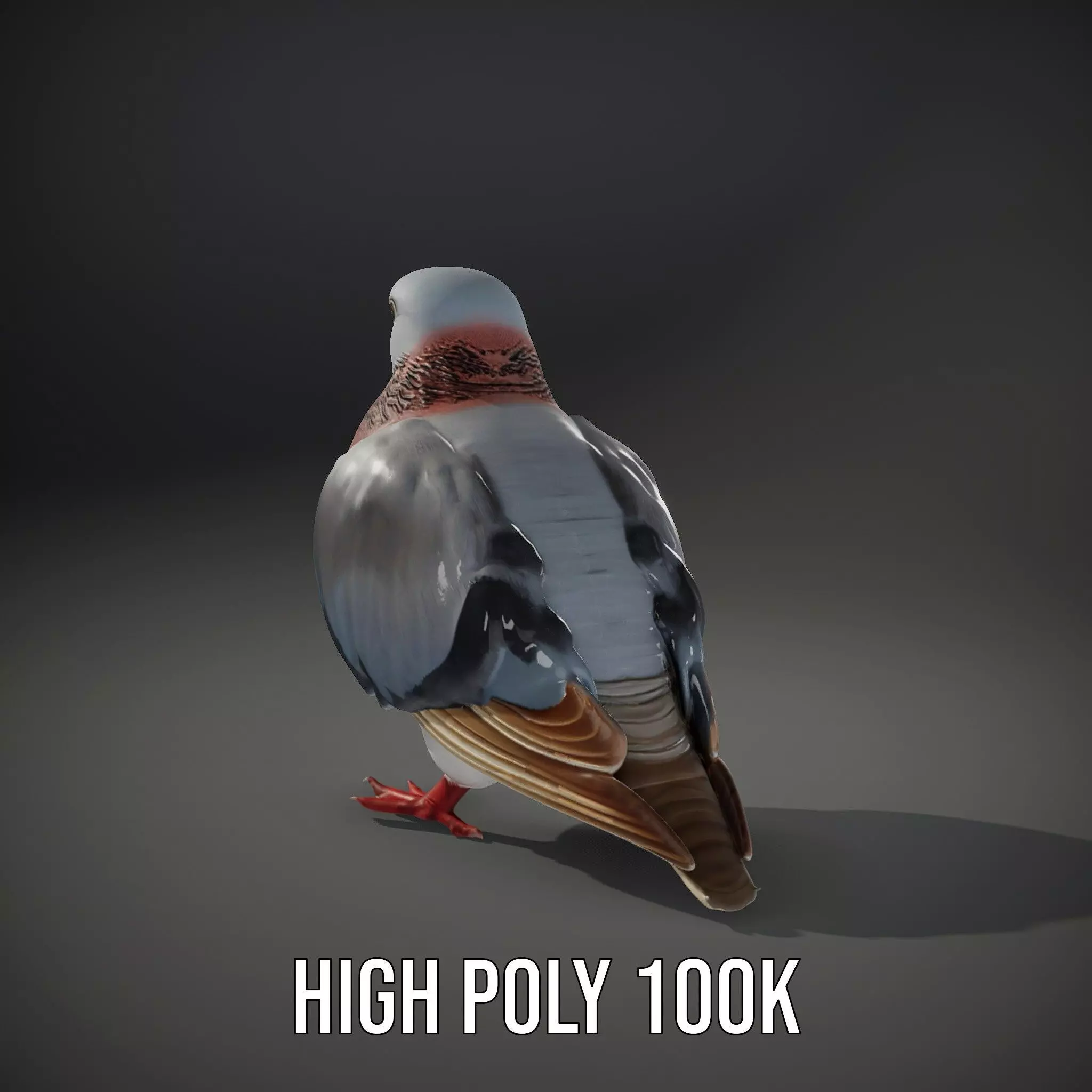 Elegant Pigeon Model Pack Low-poly 3D model_11