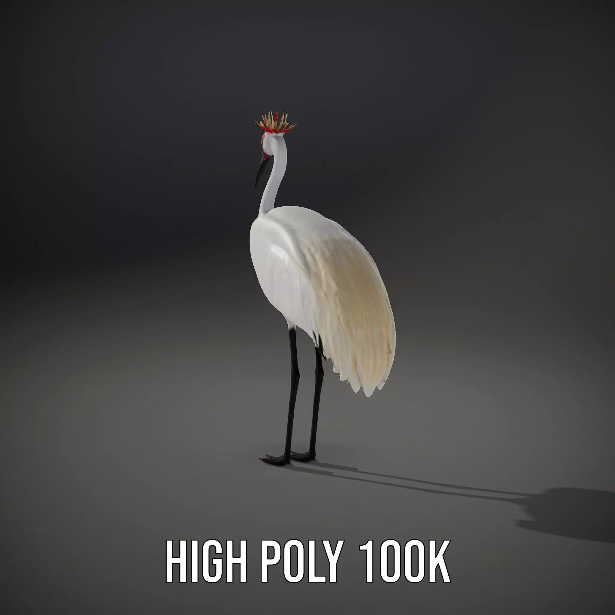 Elegant Crowned Crane model pack Low-poly 3D model_9