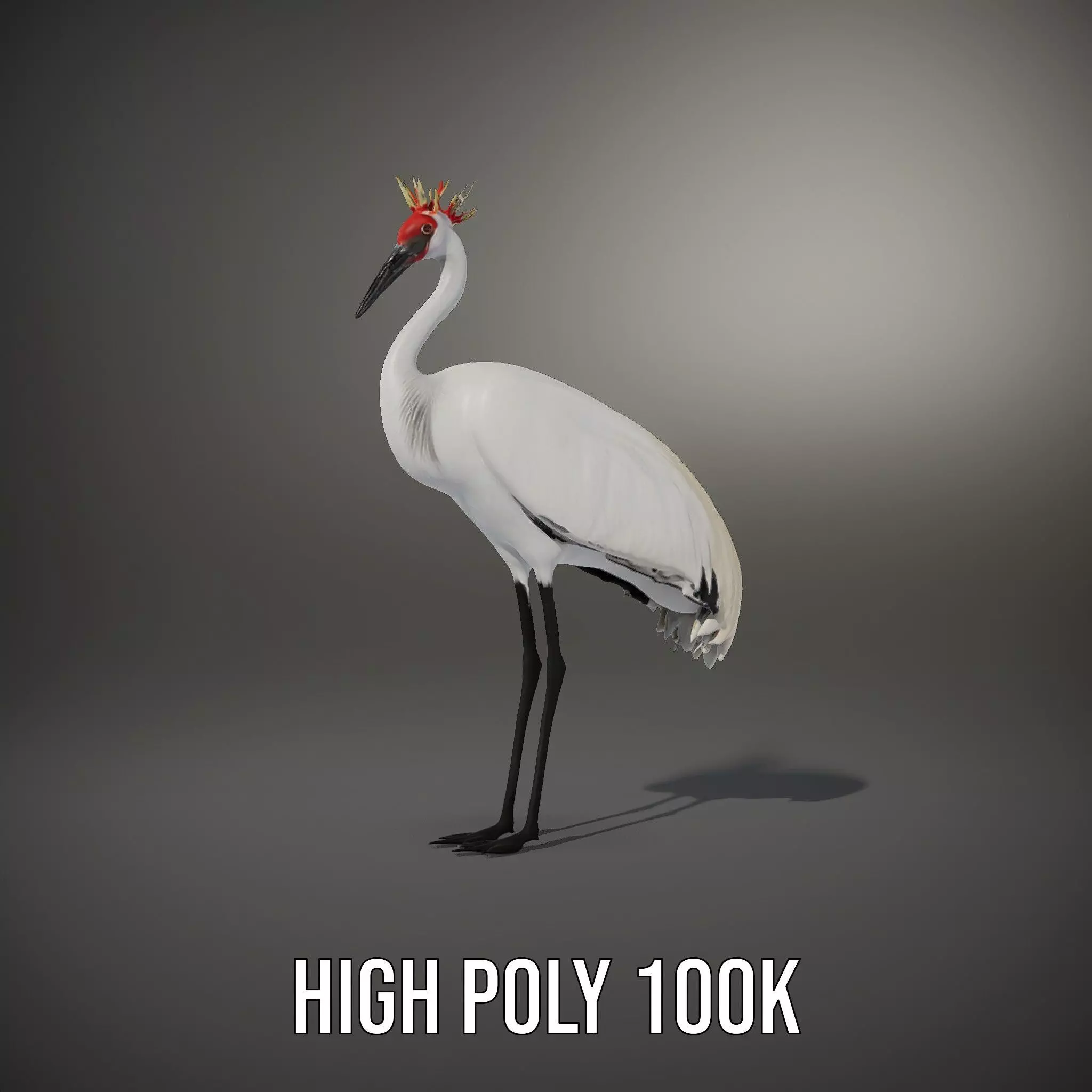 Elegant Crowned Crane model pack Low-poly 3D model_11