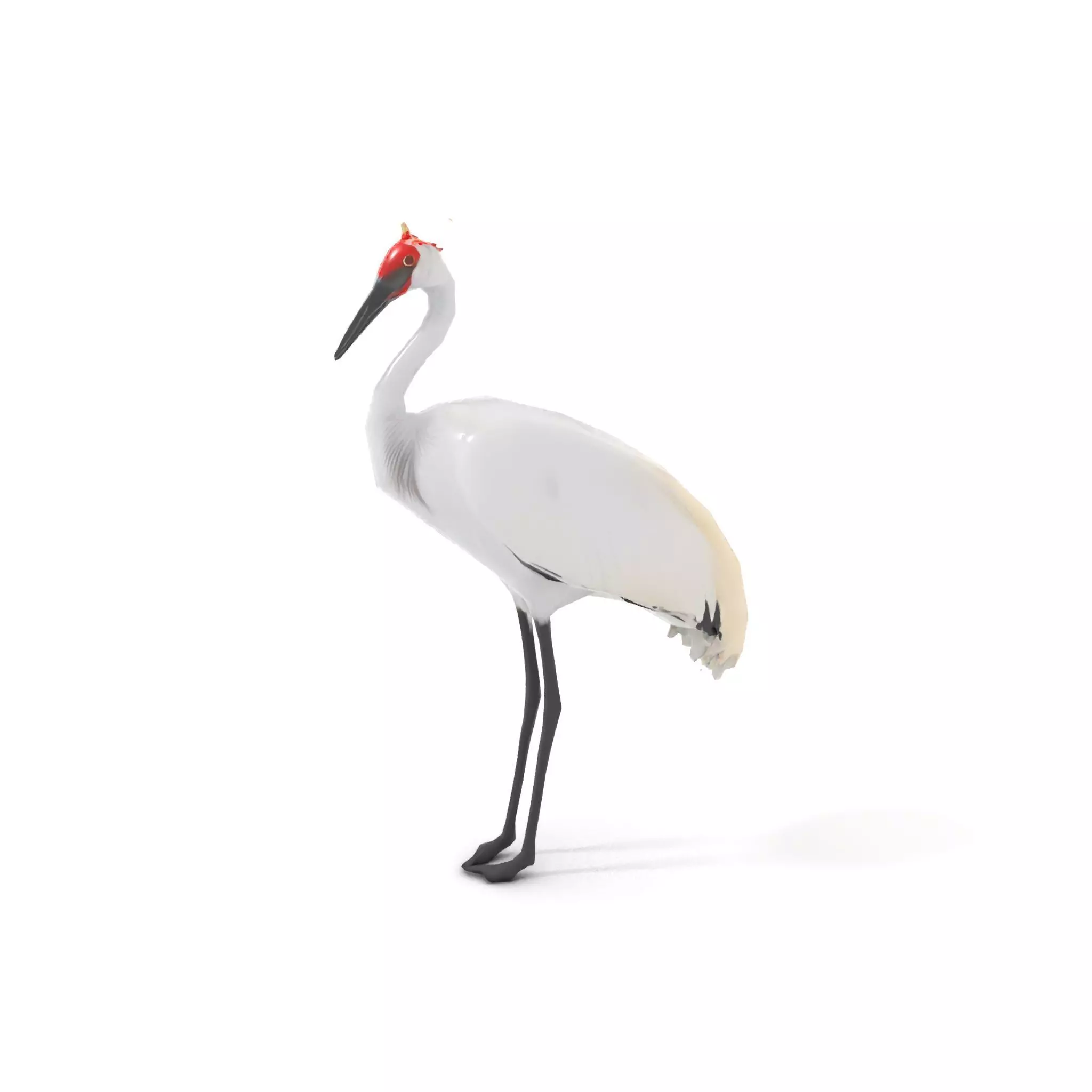 Elegant Crowned Crane model pack Low-poly 3D model_10