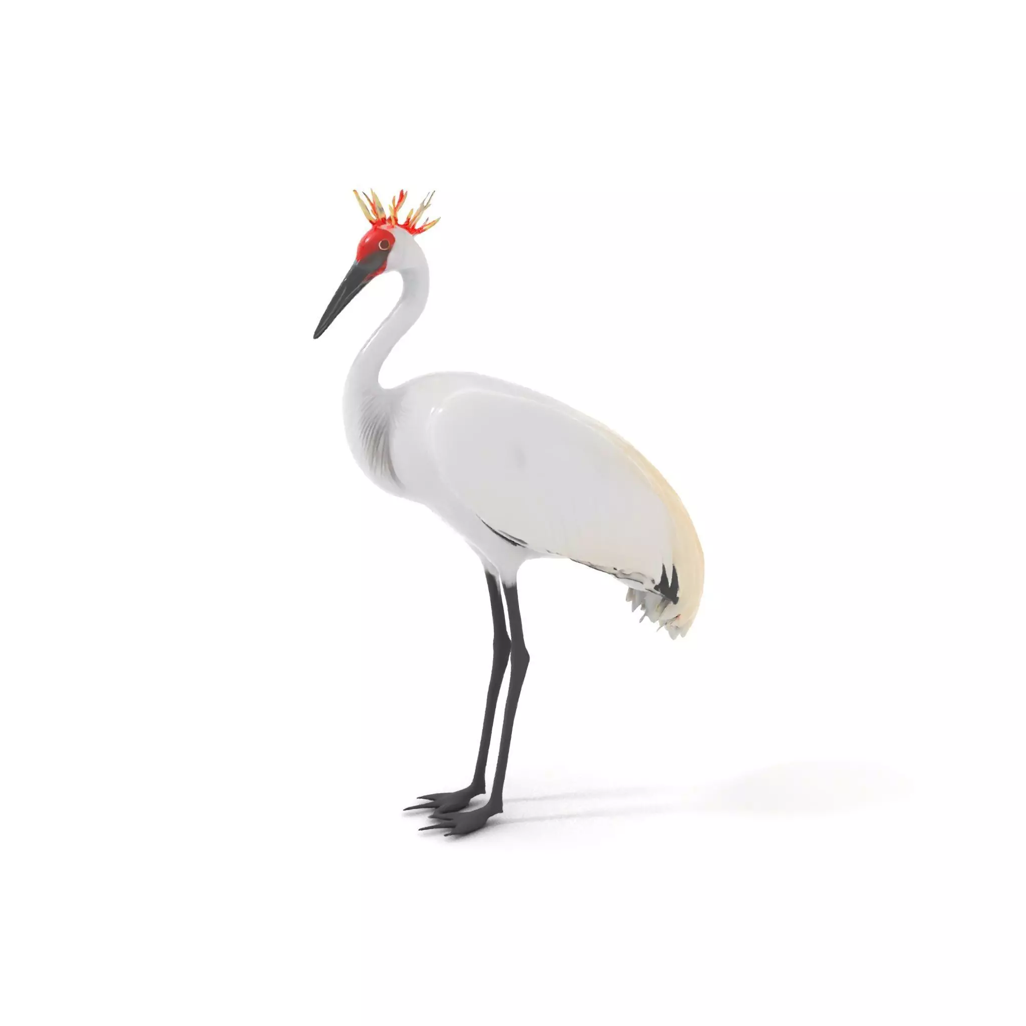 Elegant Crowned Crane model pack Low-poly 3D model_0