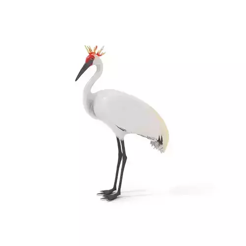 Elegant Crowned Crane model pack Low-poly 3D model
