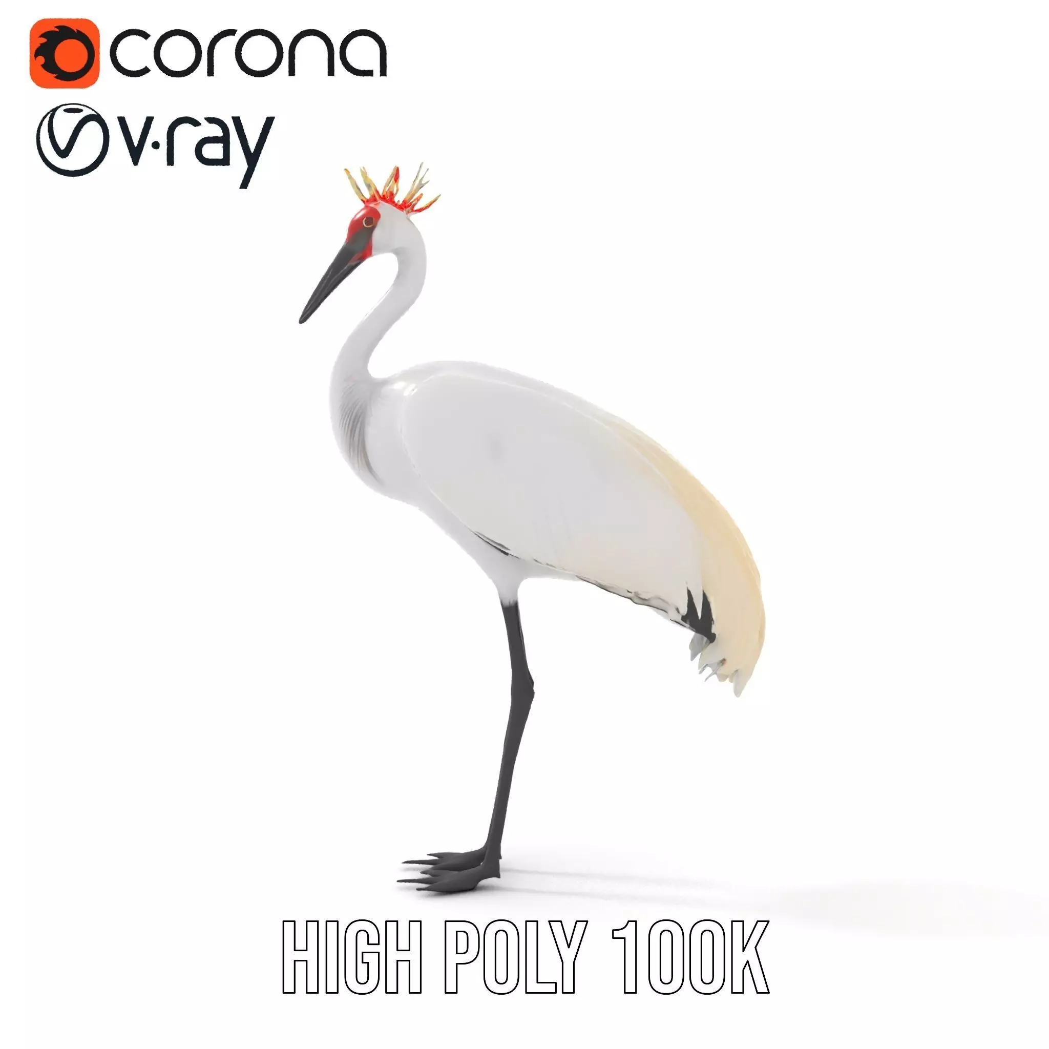 Elegant Crowned Crane model pack Low-poly 3D model_21