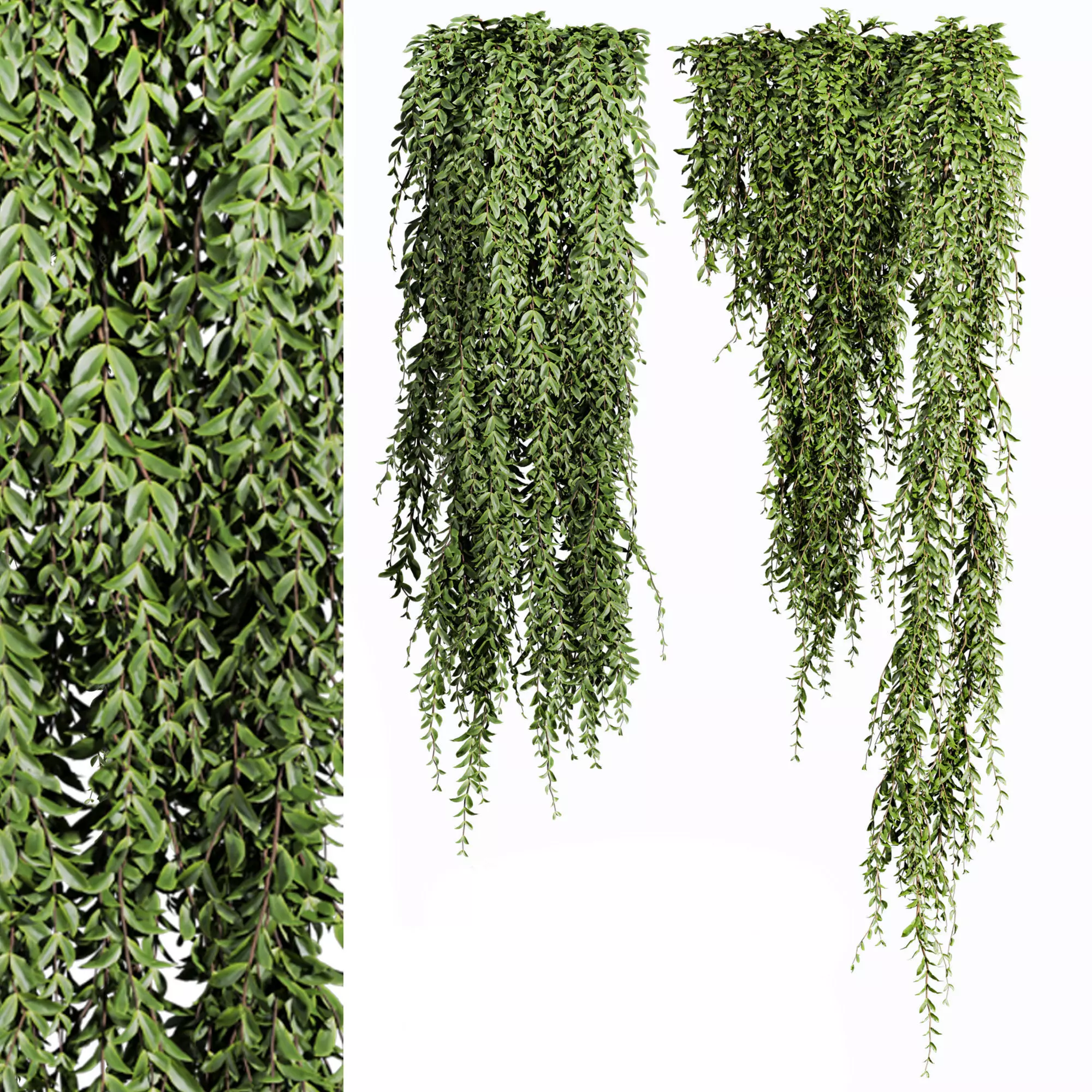 ivy plants 3D model_1