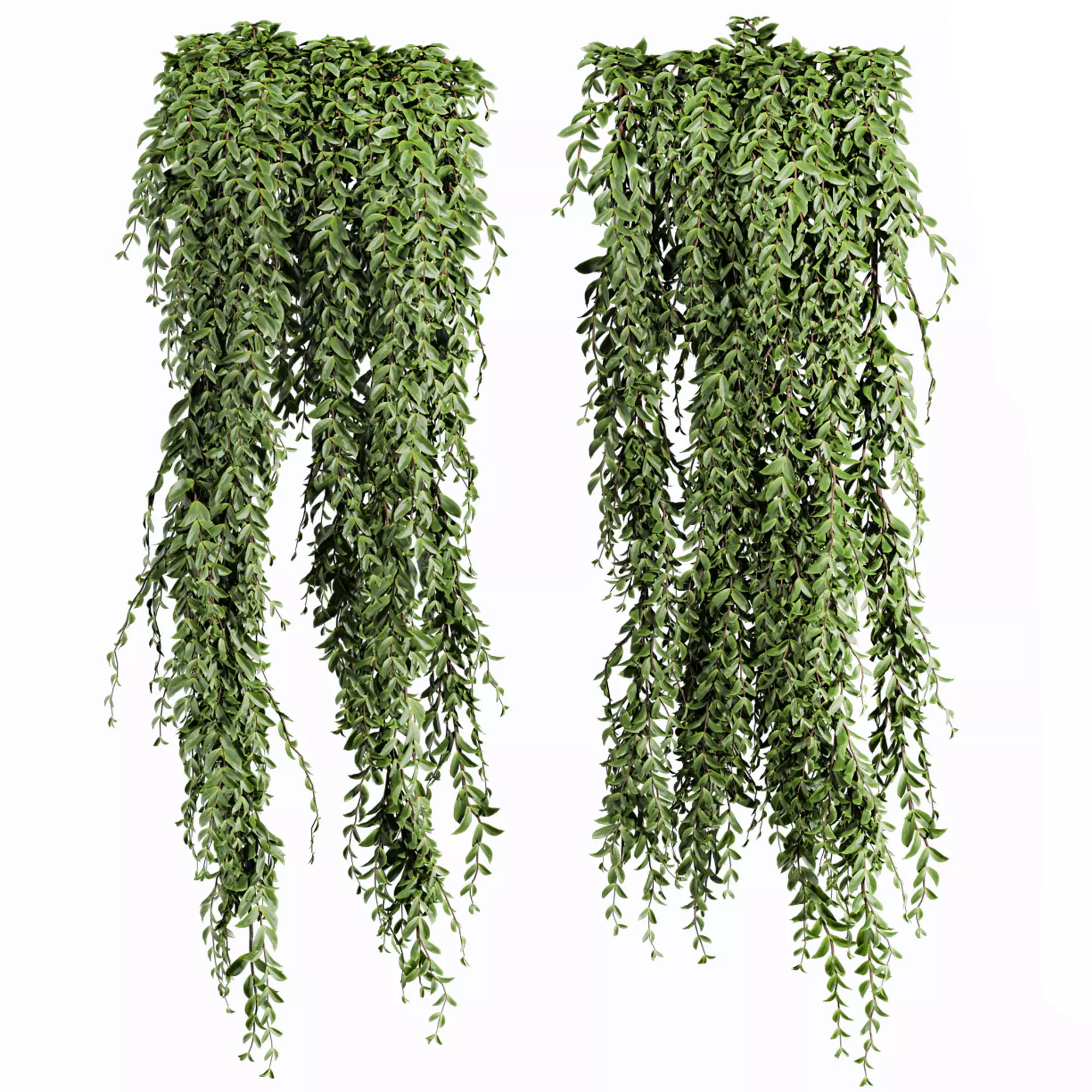 ivy plants 3D model_2