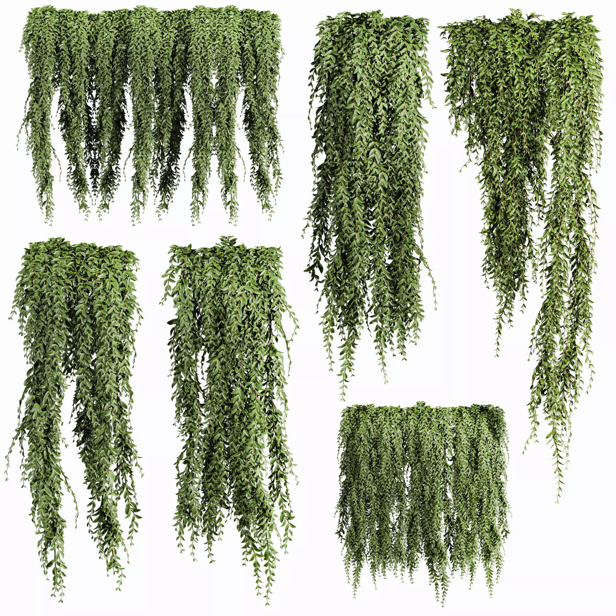 ivy plants 3D model_0