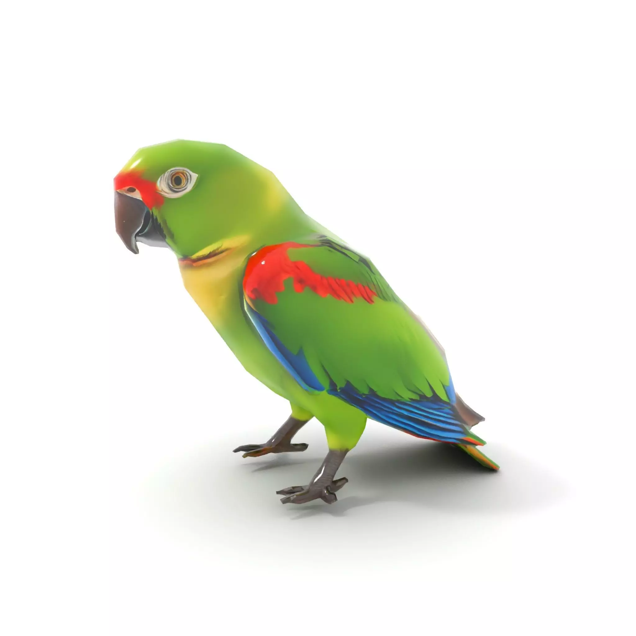 Vibrant Parrot Model Pack Low-poly 3D model_8