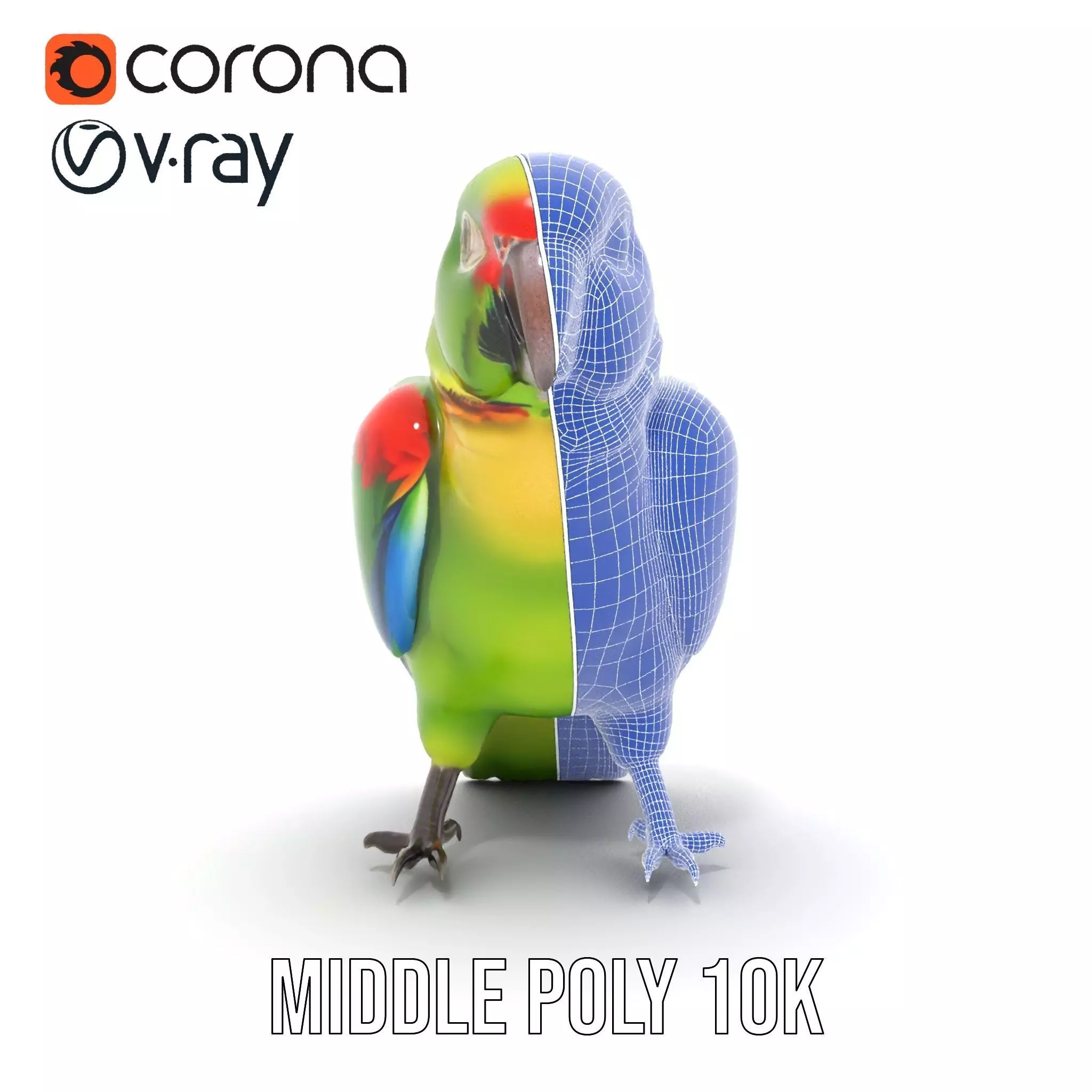Vibrant Parrot Model Pack Low-poly 3D model_31