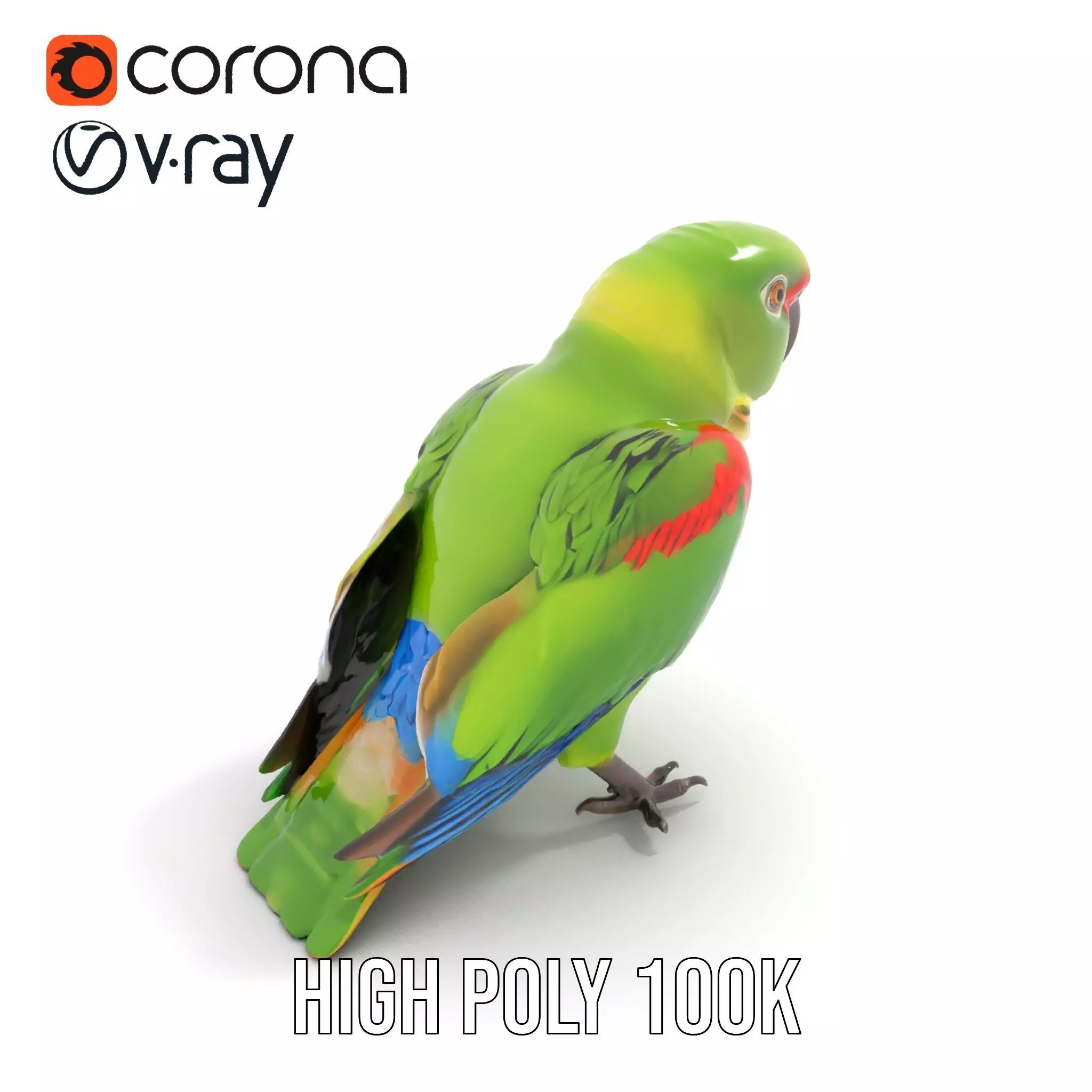 Vibrant Parrot Model Pack Low-poly 3D model_16