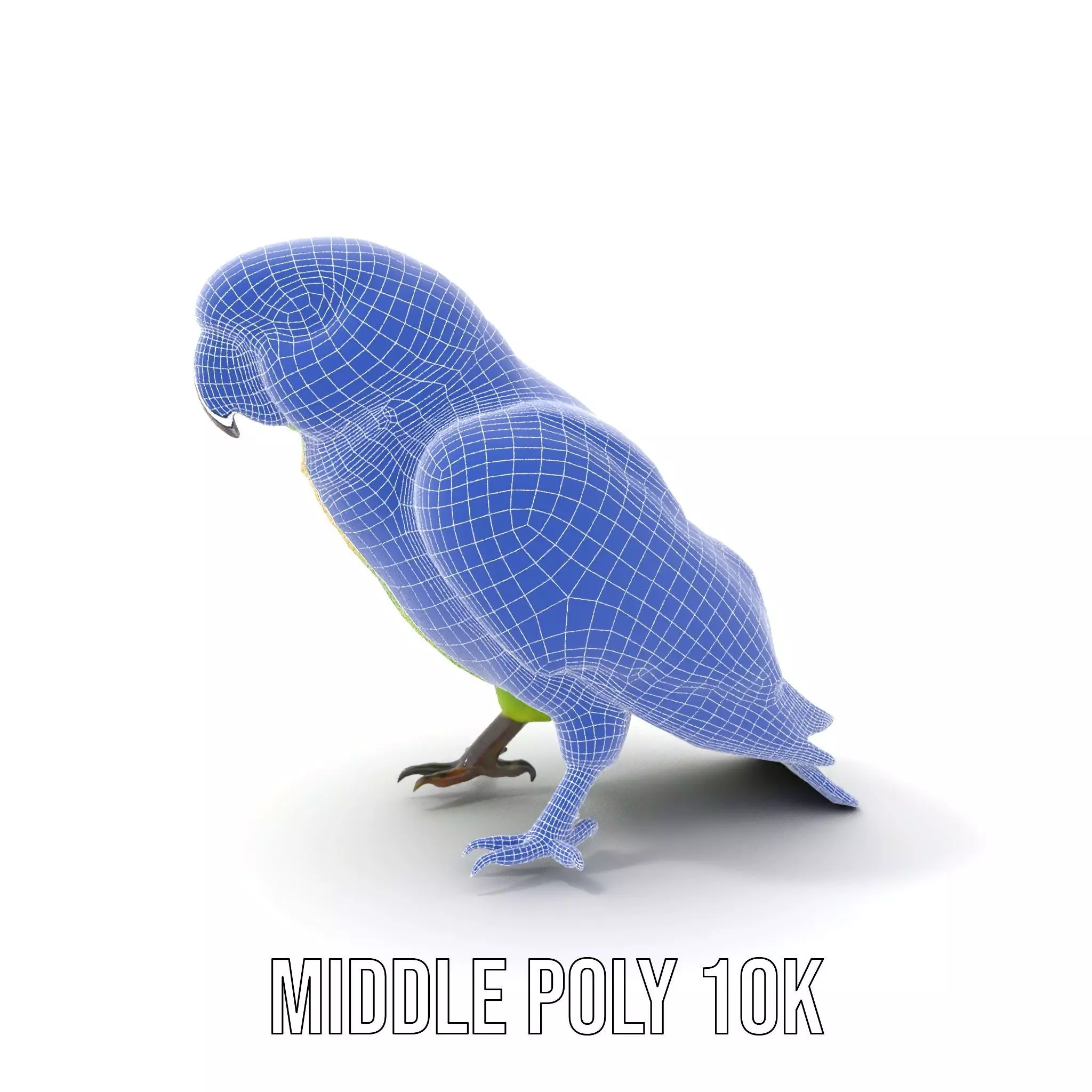 Vibrant Parrot Model Pack Low-poly 3D model_22