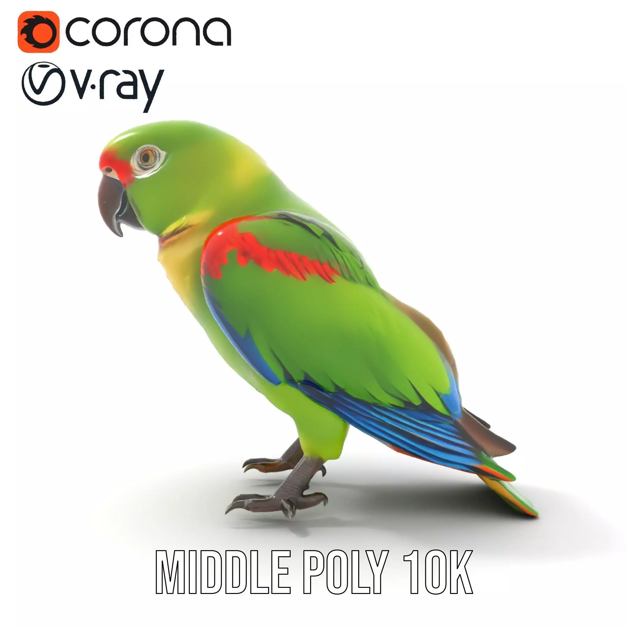 Vibrant Parrot Model Pack Low-poly 3D model_12