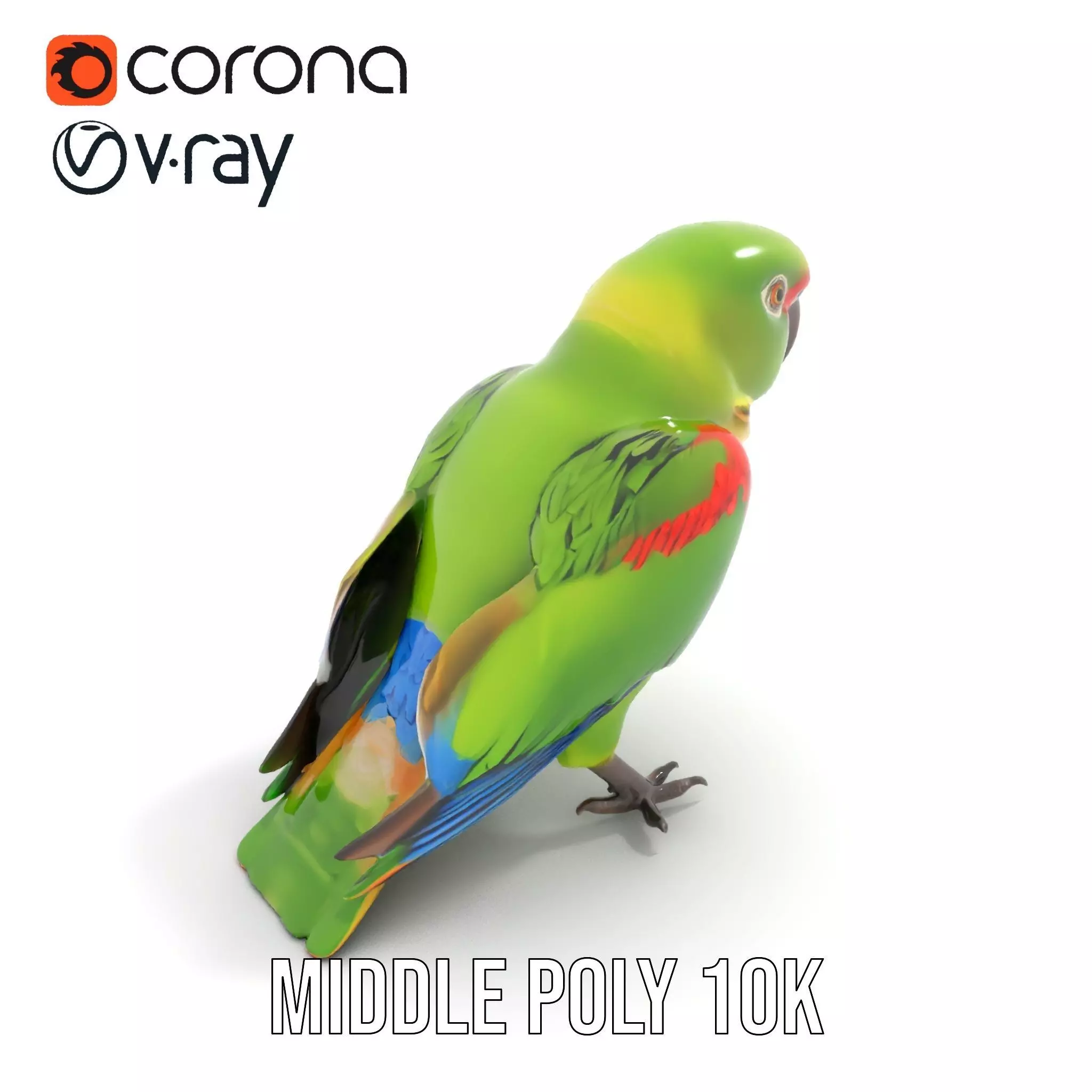 Vibrant Parrot Model Pack Low-poly 3D model_14
