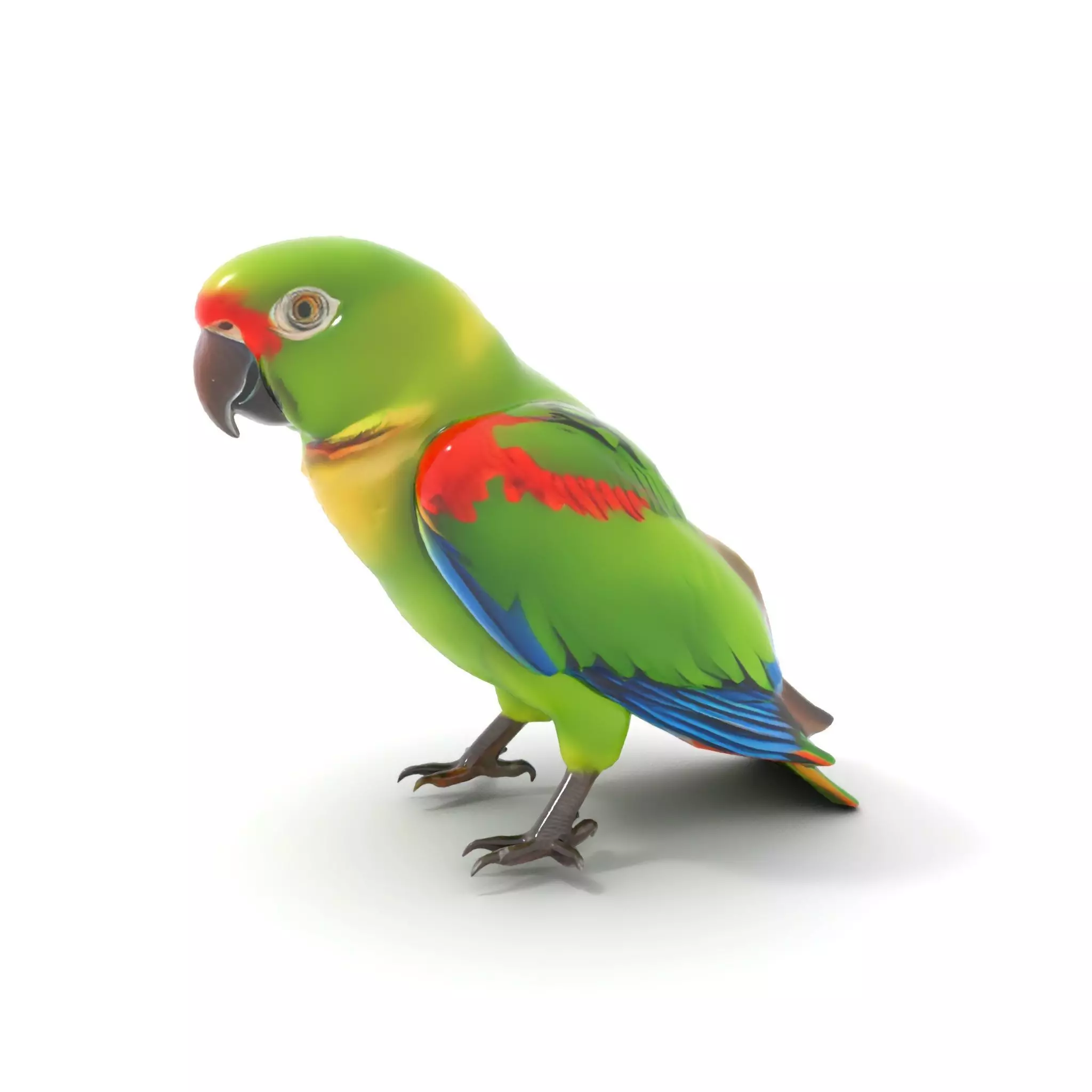 Vibrant Parrot Model Pack Low-poly 3D model_7