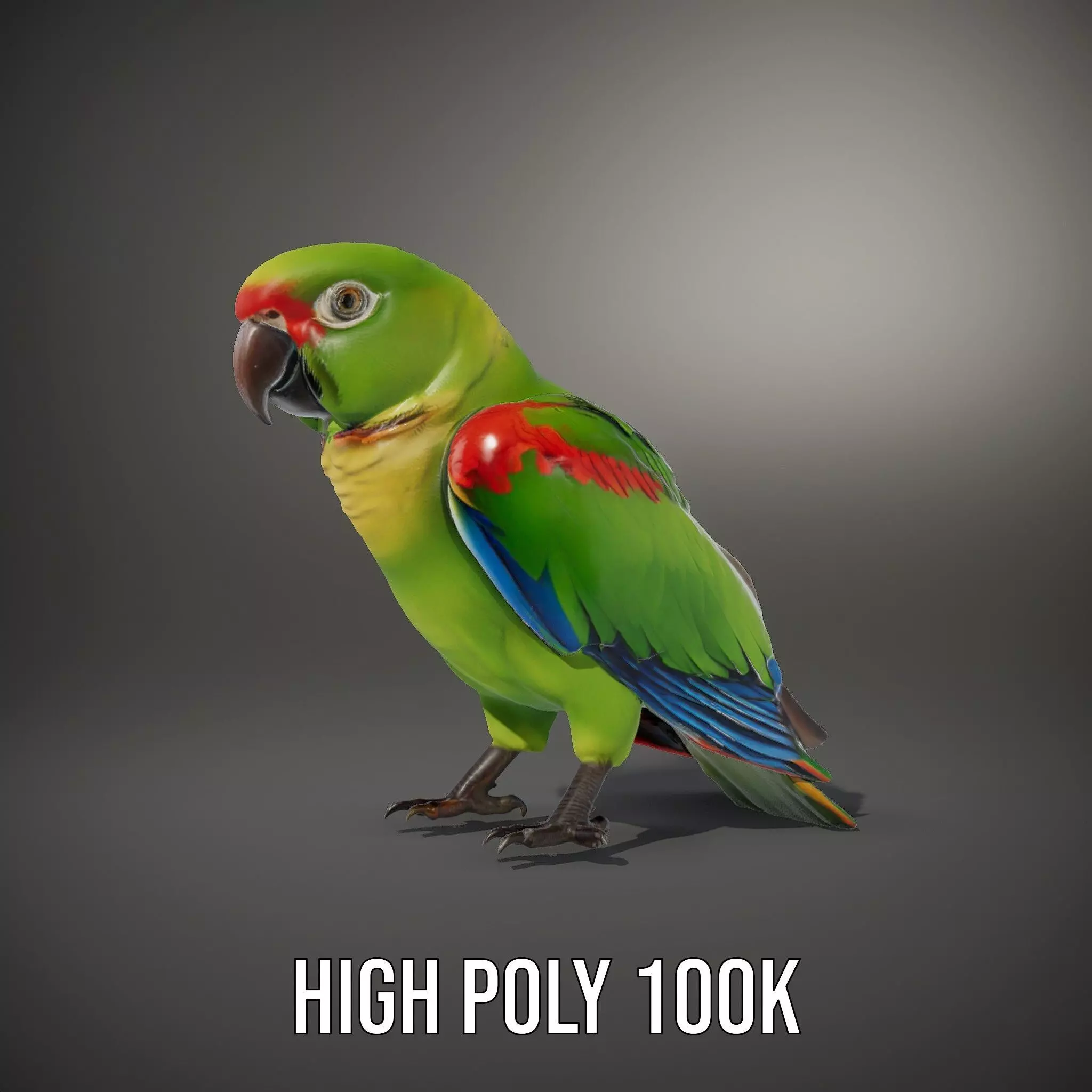 Vibrant Parrot Model Pack Low-poly 3D model_9