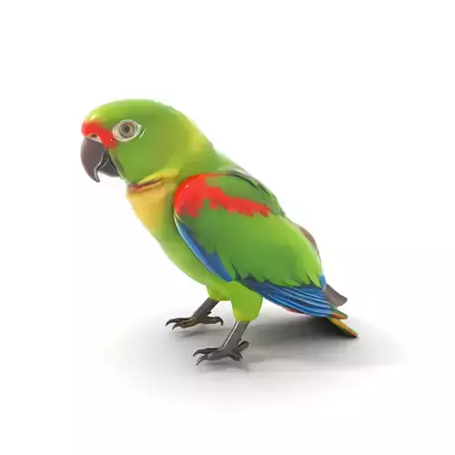 Vibrant Parrot Model Pack Low-poly 3D model