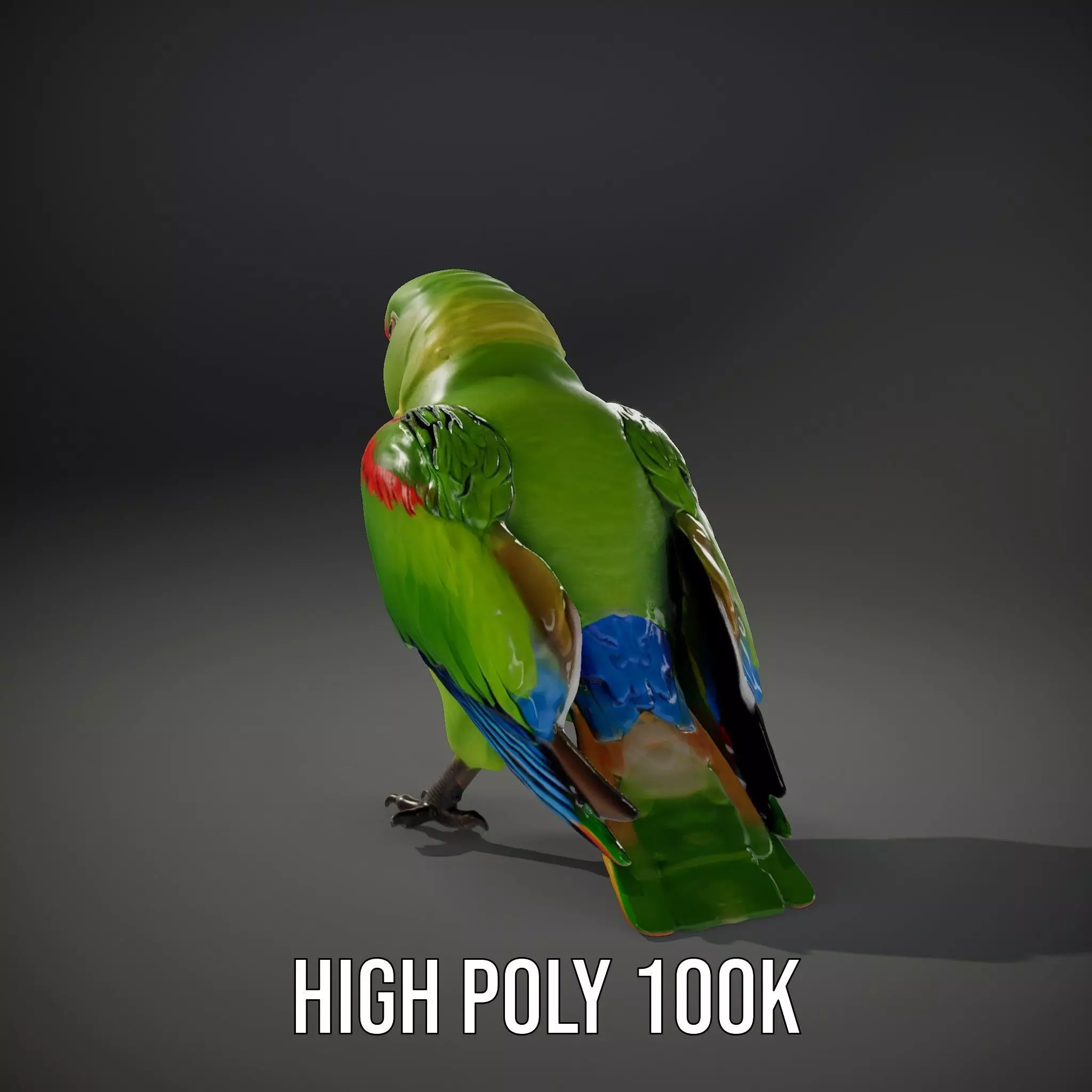 Vibrant Parrot Model Pack Low-poly 3D model_11