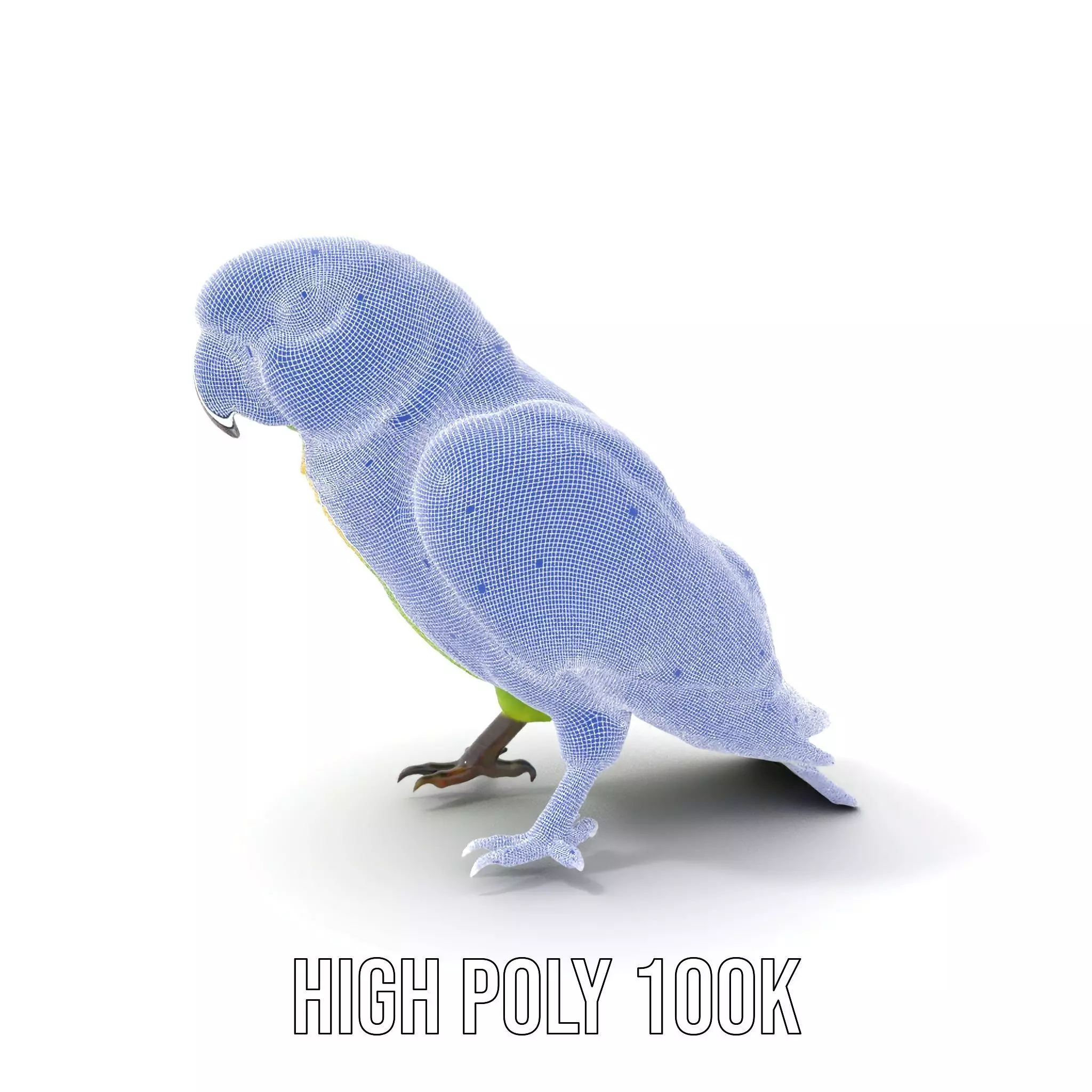 Vibrant Parrot Model Pack Low-poly 3D model_5