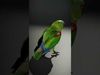 Vibrant Parrot Model Pack Low-poly 3D model_2
