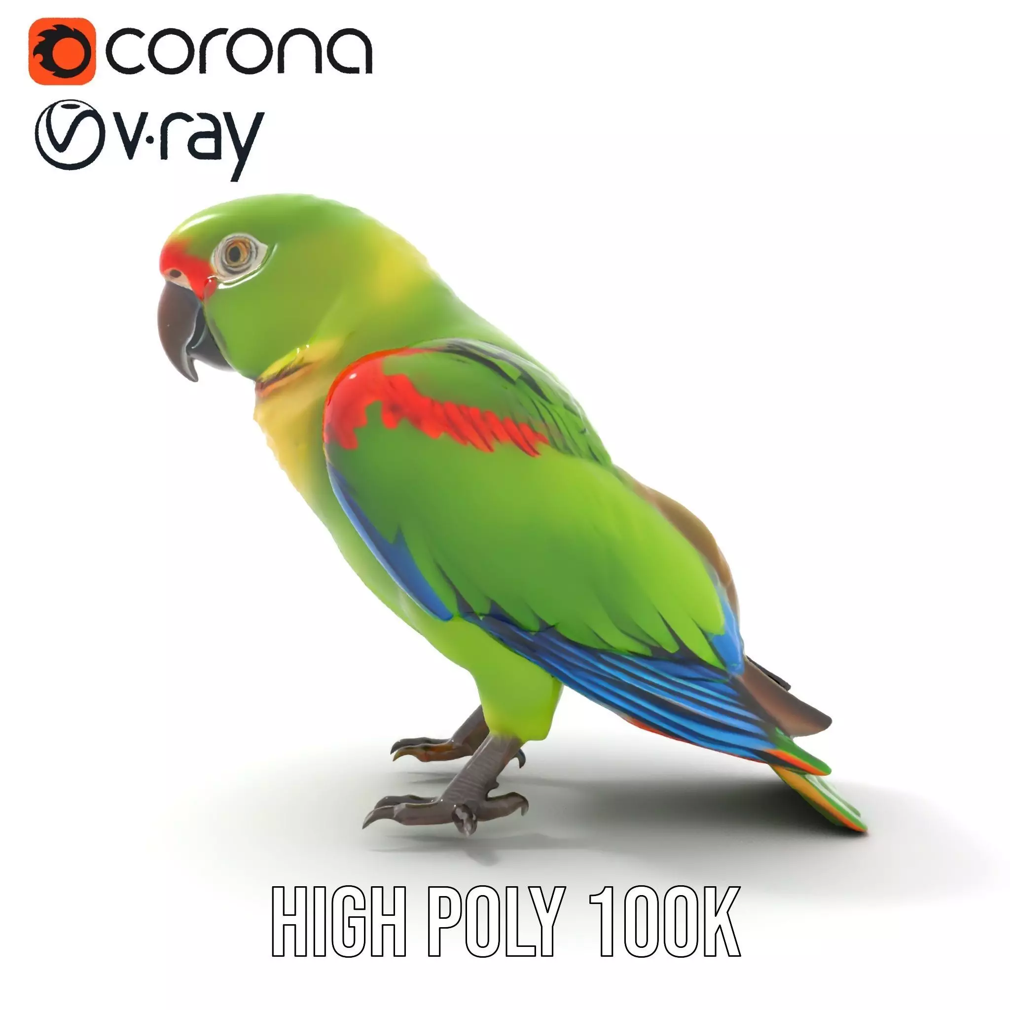 Vibrant Parrot Model Pack Low-poly 3D model_19