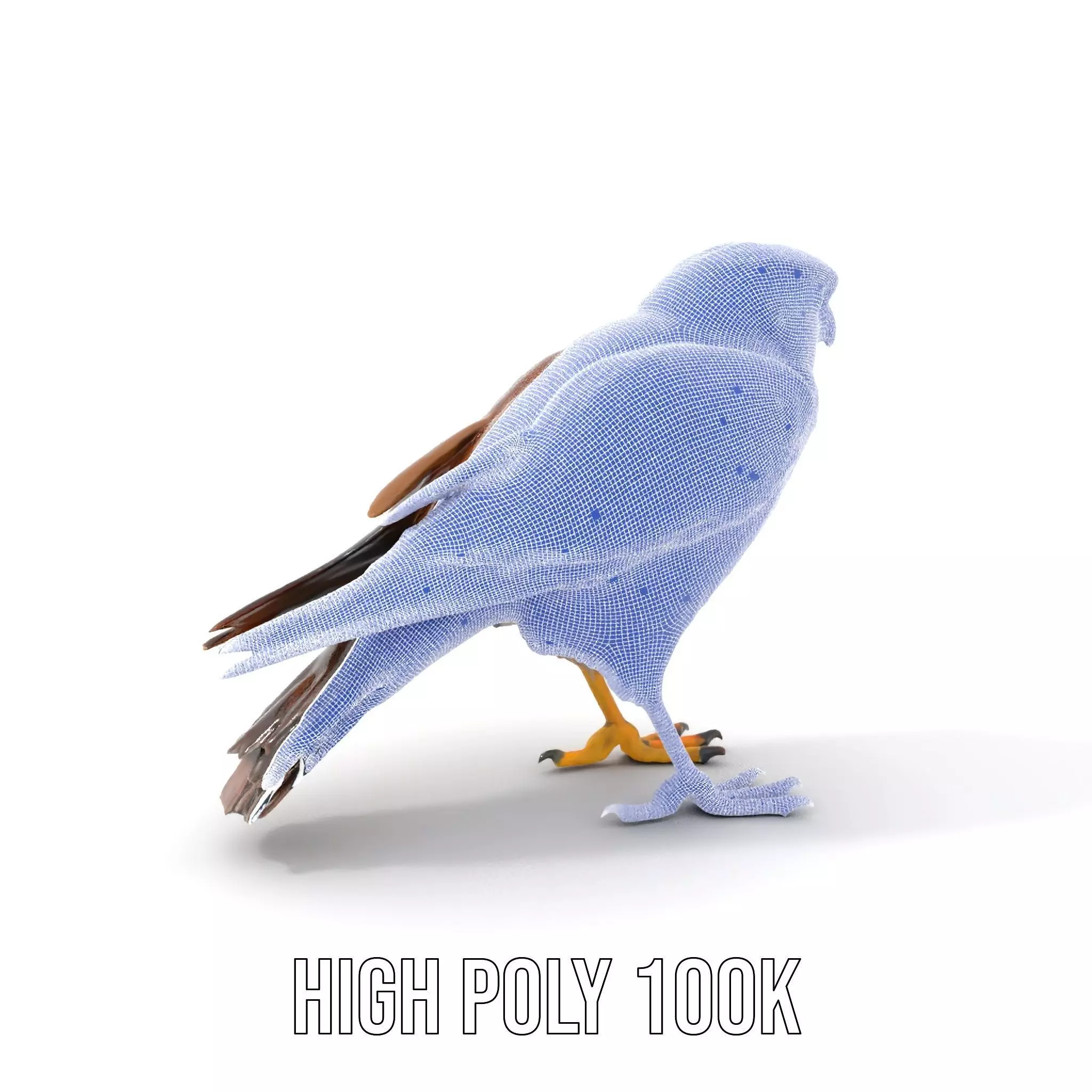 Brown Kestrel model pack Low-poly 3D model_5
