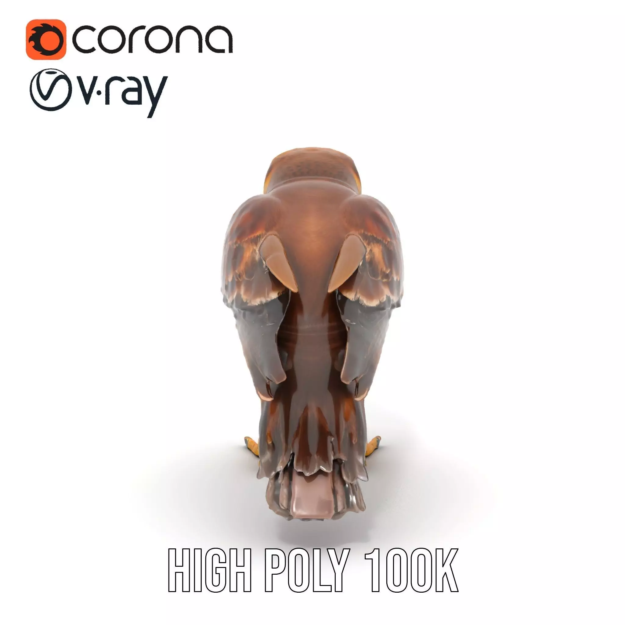 Brown Kestrel model pack Low-poly 3D model_21