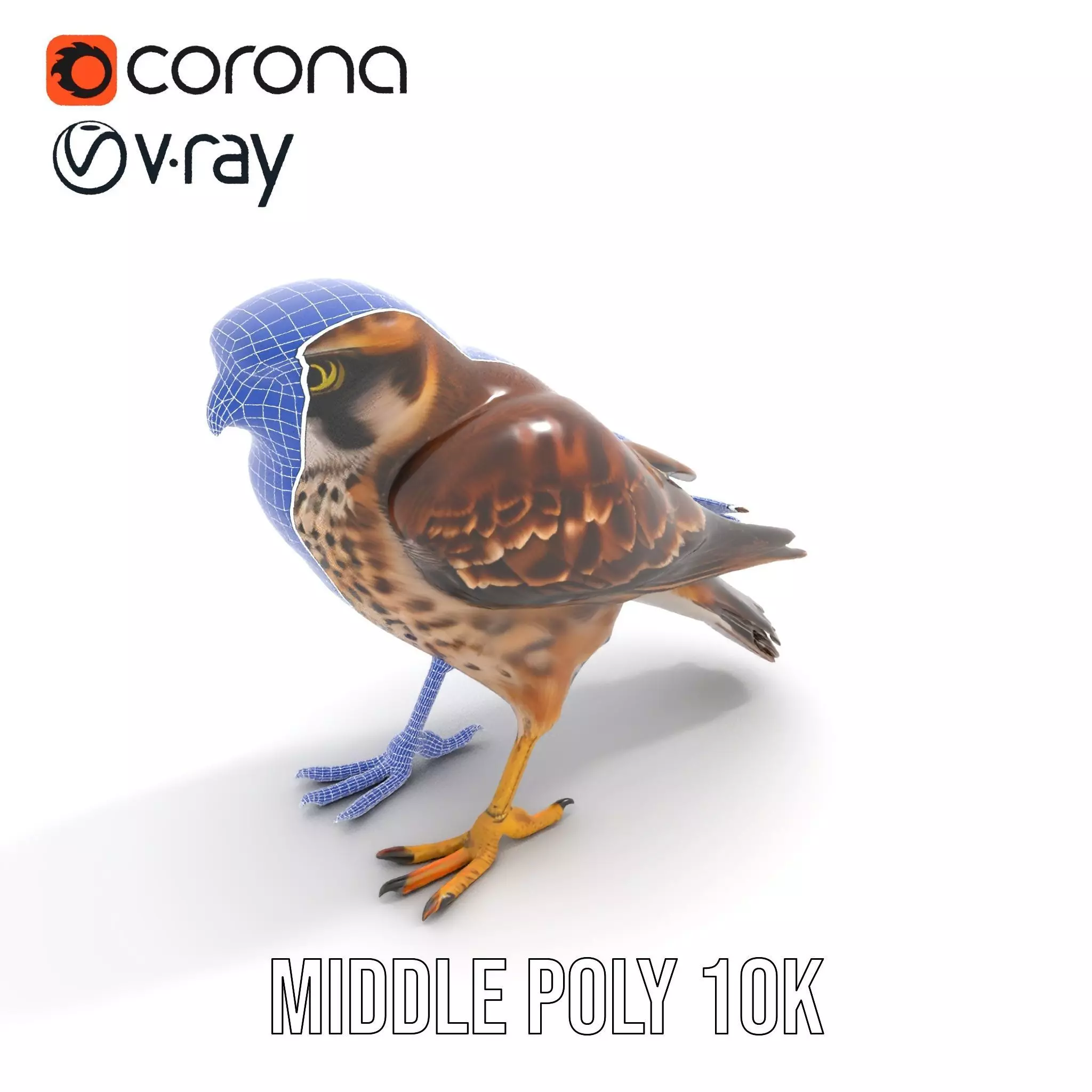 Brown Kestrel model pack Low-poly 3D model_17