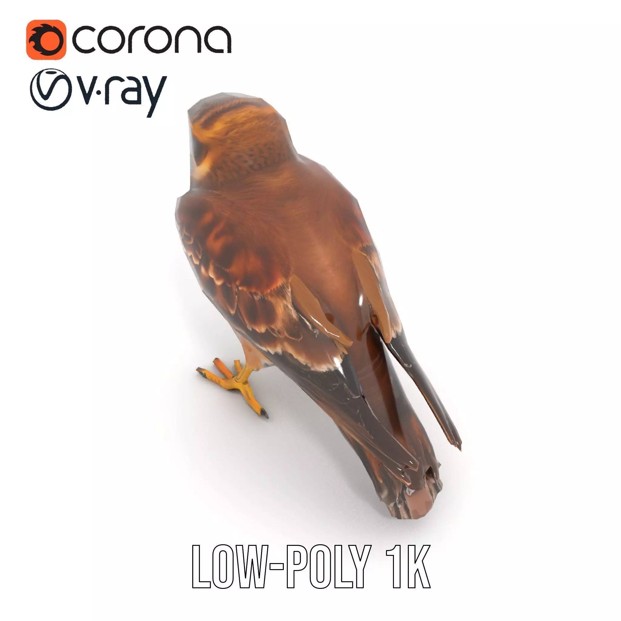 Brown Kestrel model pack Low-poly 3D model_18