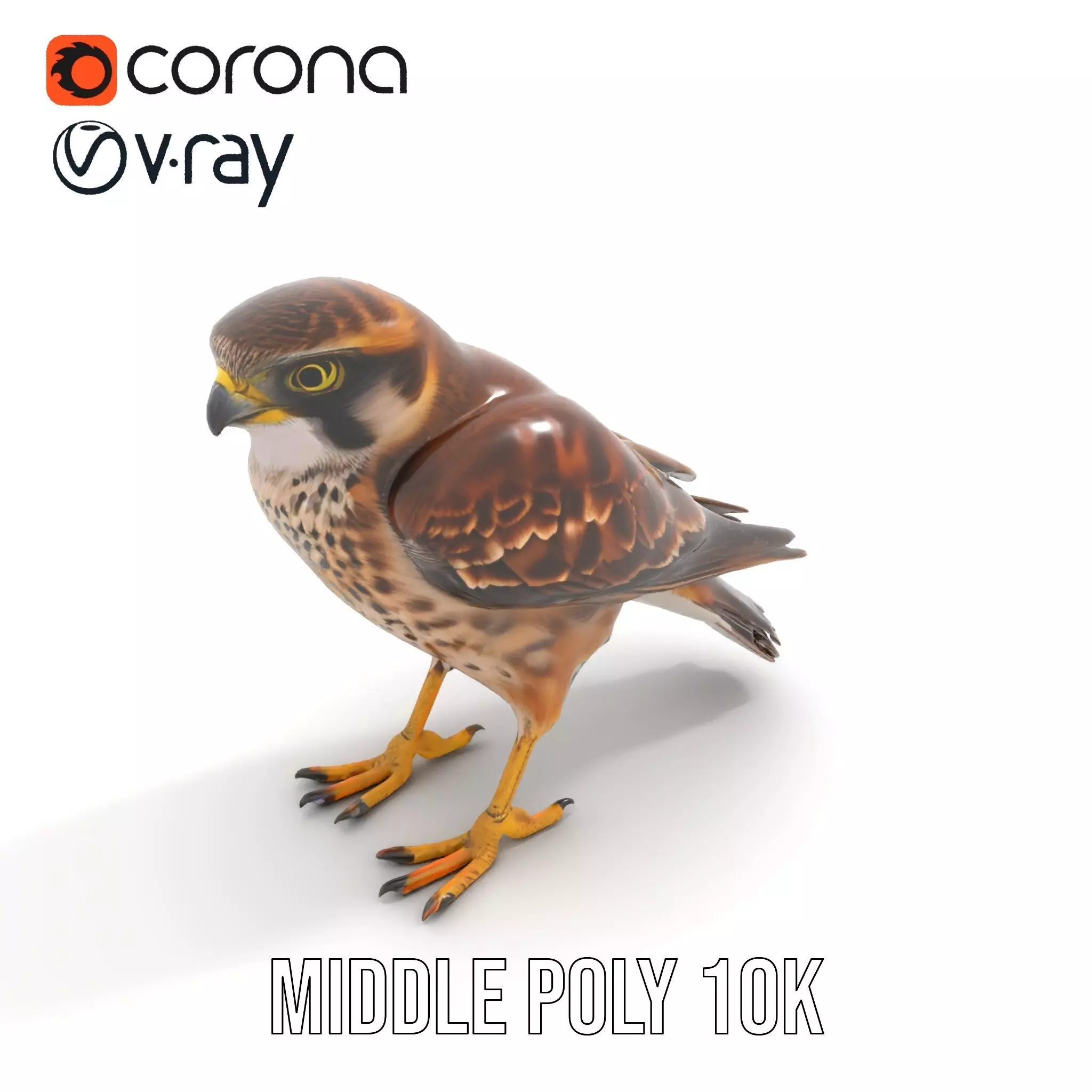 Brown Kestrel model pack Low-poly 3D model_6
