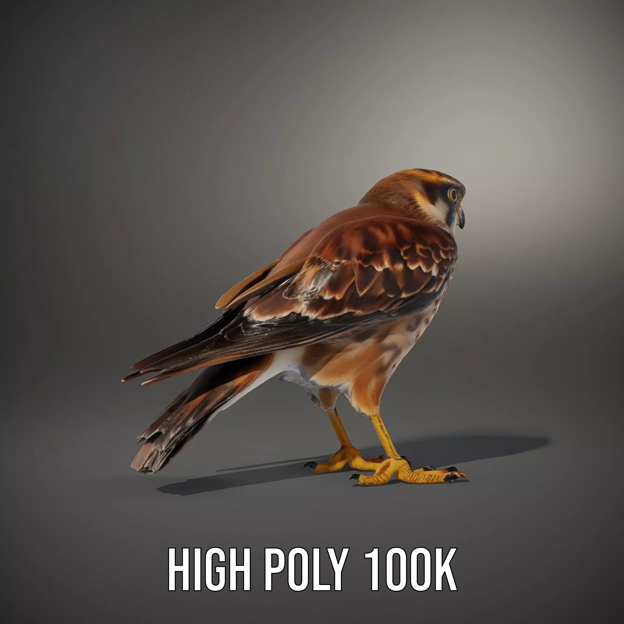 Brown Kestrel model pack Low-poly 3D model_9