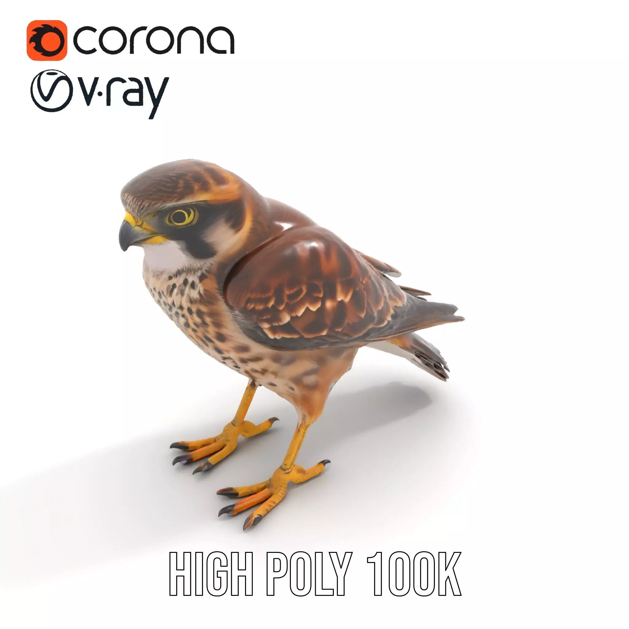 Brown Kestrel model pack Low-poly 3D model_24