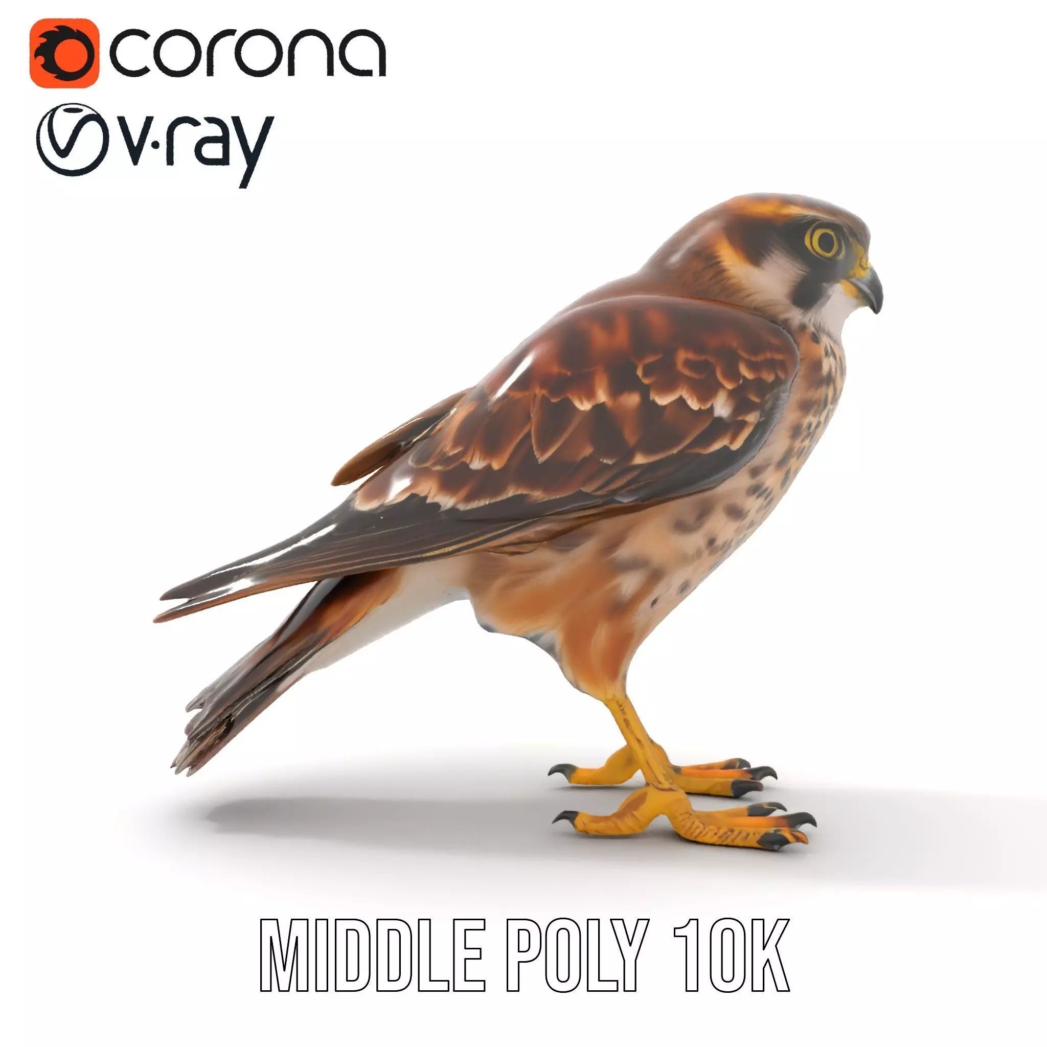 Brown Kestrel model pack Low-poly 3D model_19