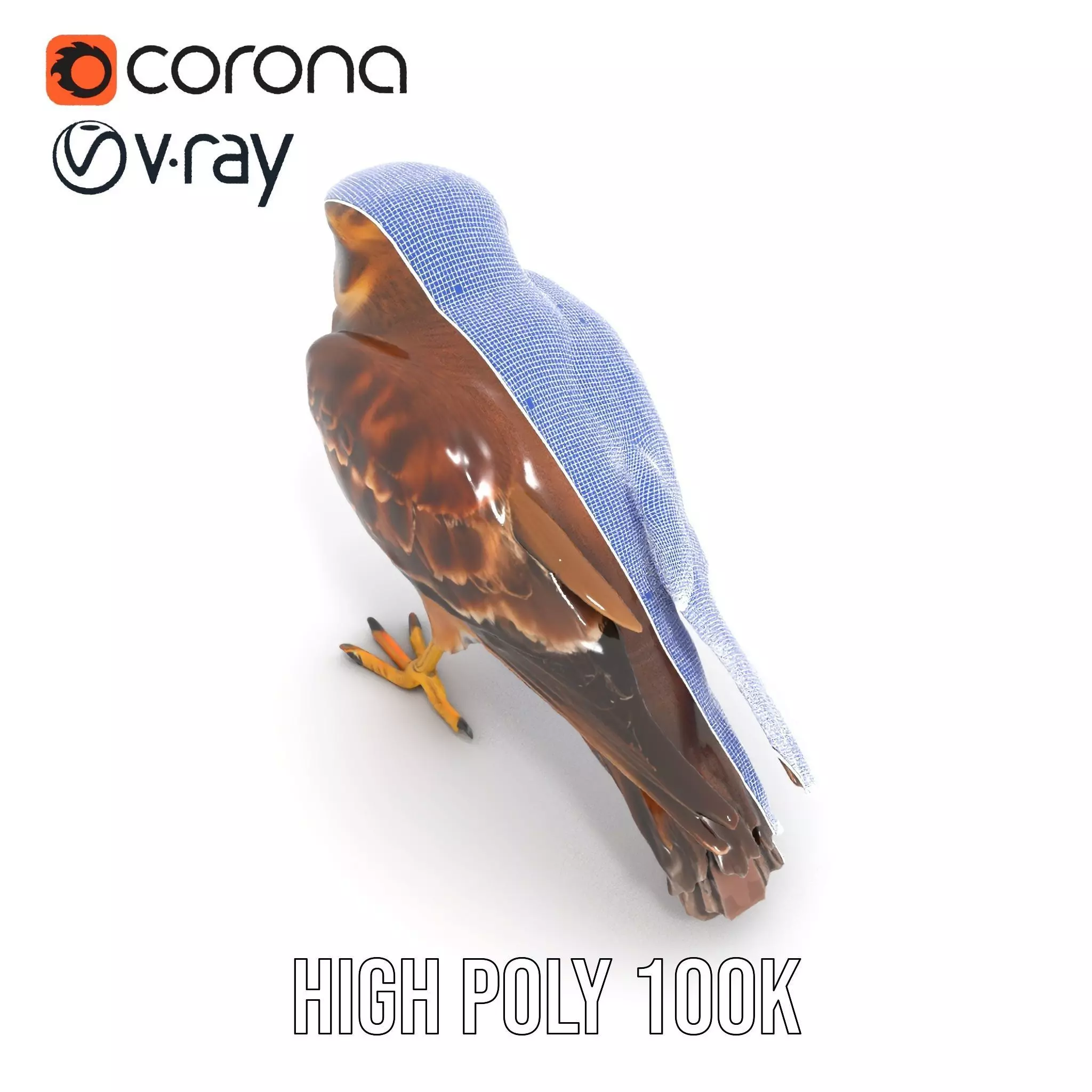 Brown Kestrel model pack Low-poly 3D model_35