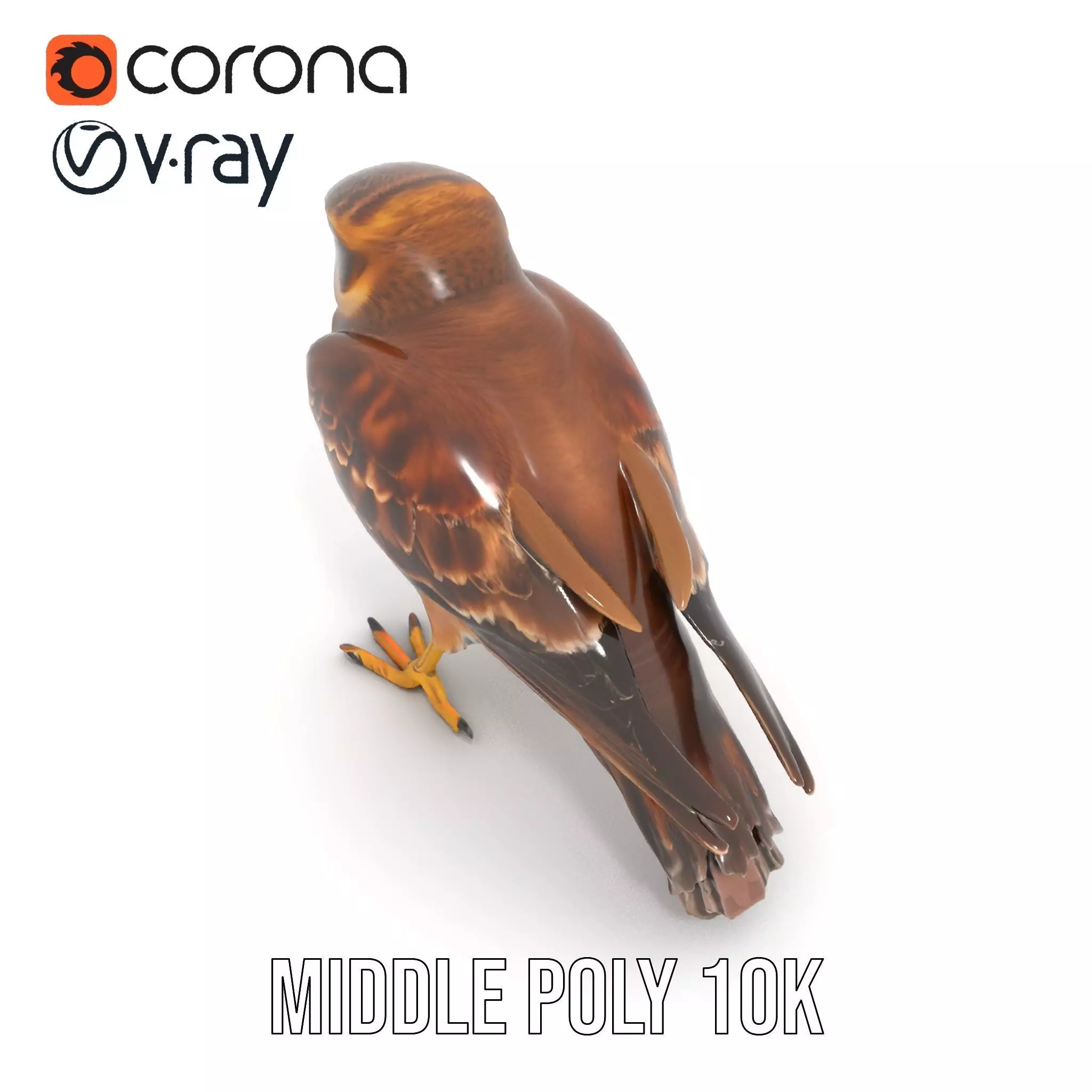 Brown Kestrel model pack Low-poly 3D model_14