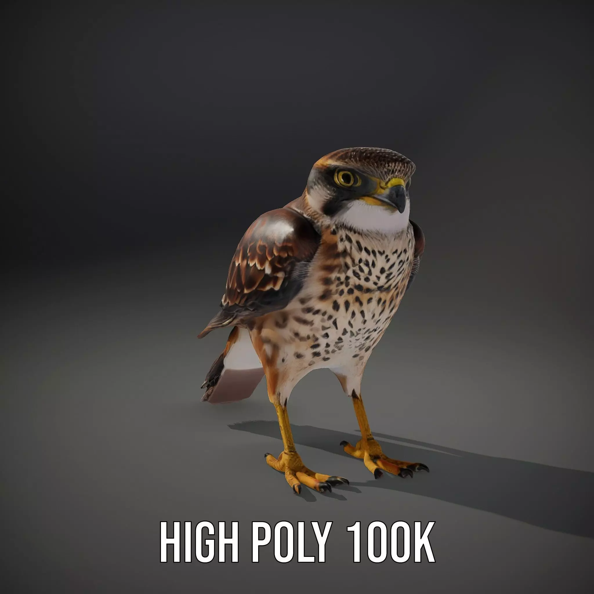 Brown Kestrel model pack Low-poly 3D model_11