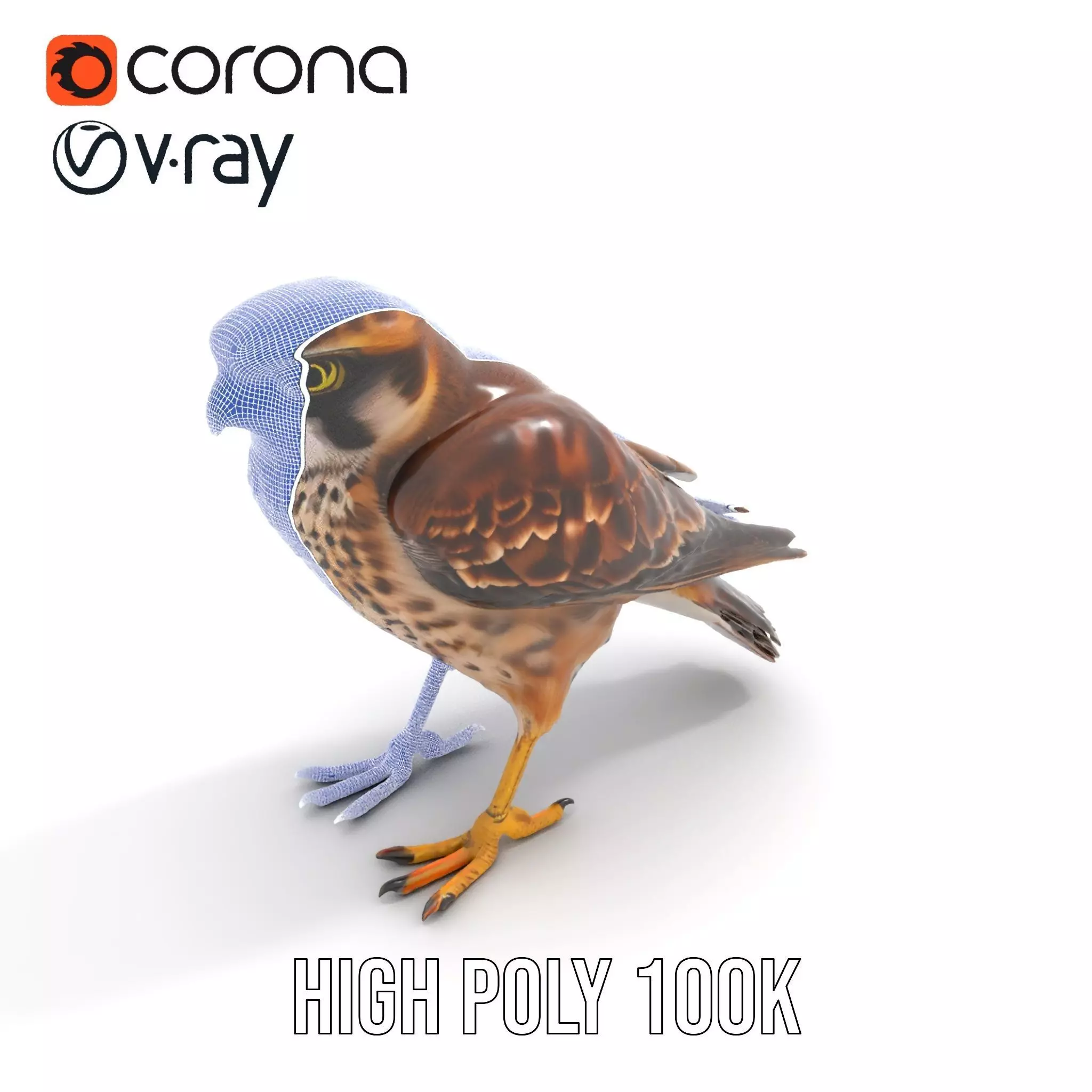 Brown Kestrel model pack Low-poly 3D model_27