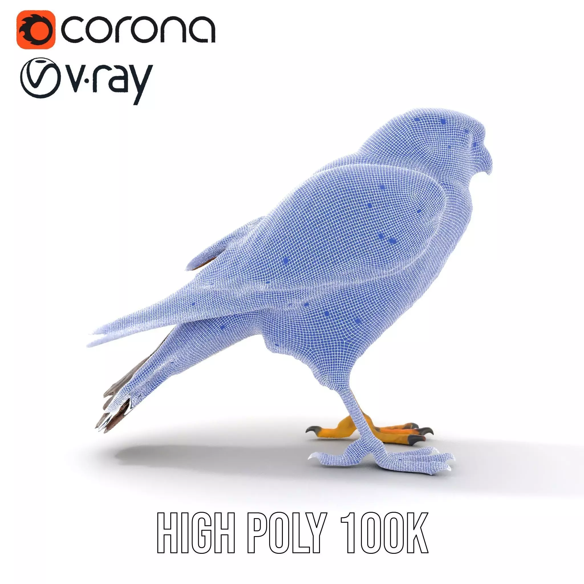 Brown Kestrel model pack Low-poly 3D model_16