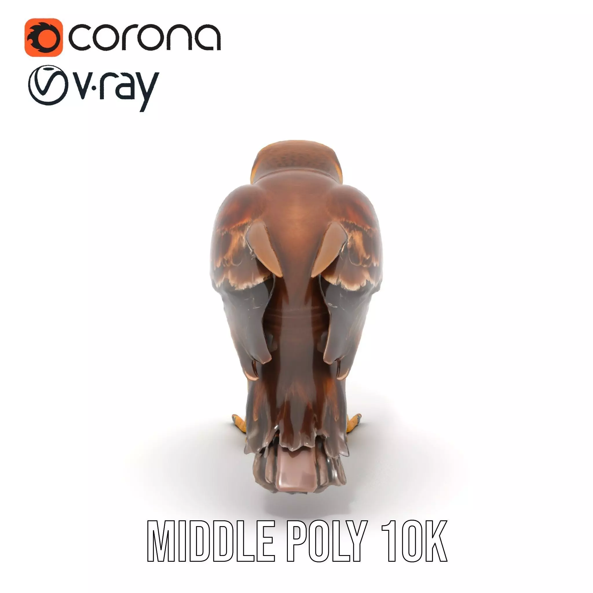 Brown Kestrel model pack Low-poly 3D model_12