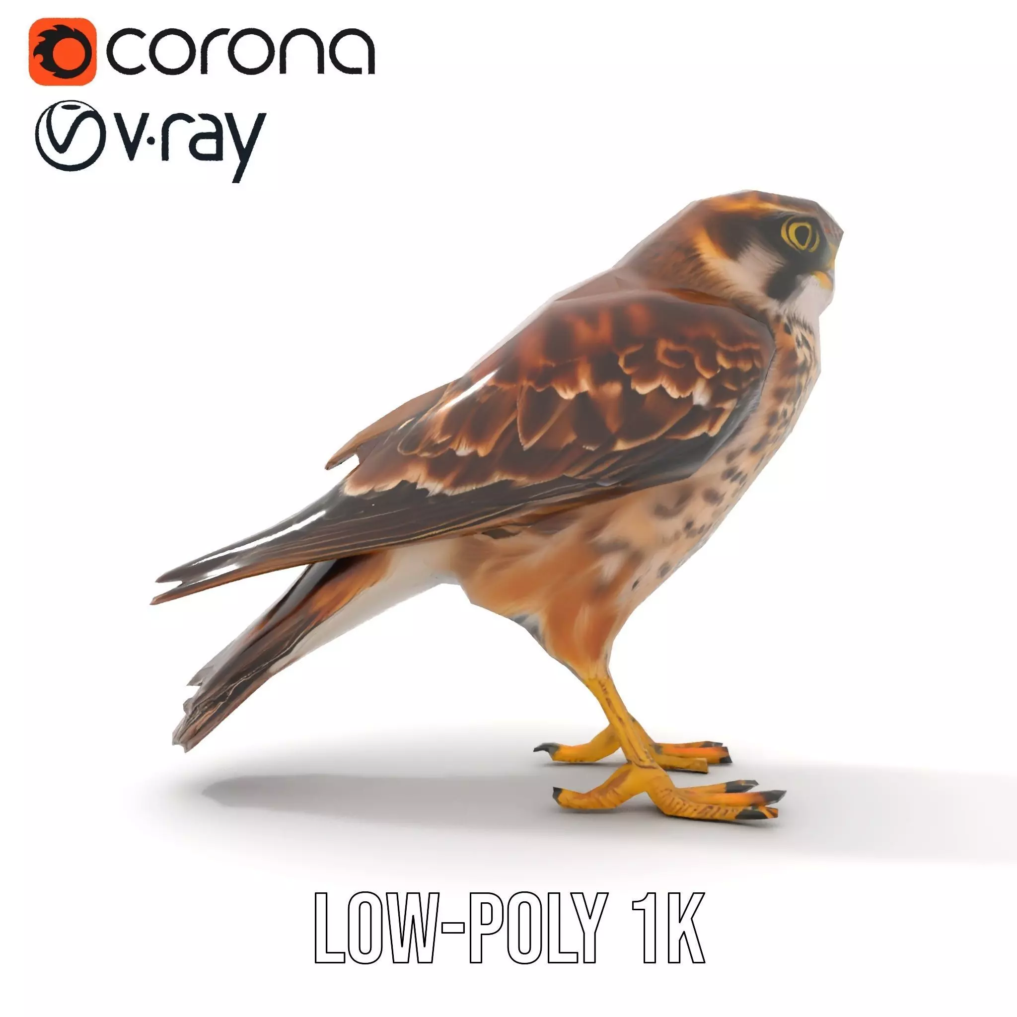 Brown Kestrel model pack Low-poly 3D model_8