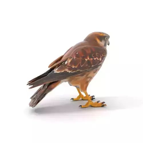 Brown Kestrel model pack Low-poly 3D model