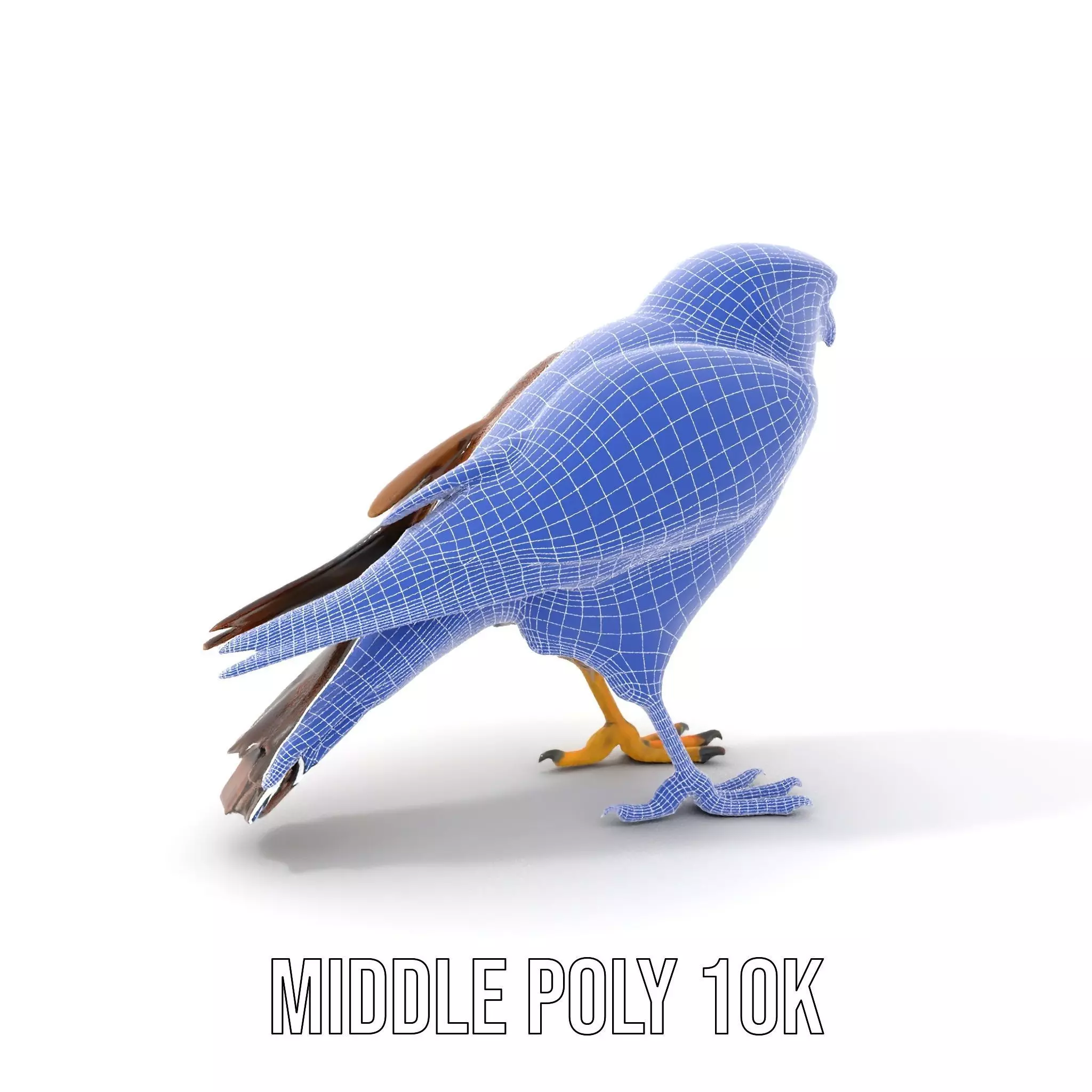 Brown Kestrel model pack Low-poly 3D model_22
