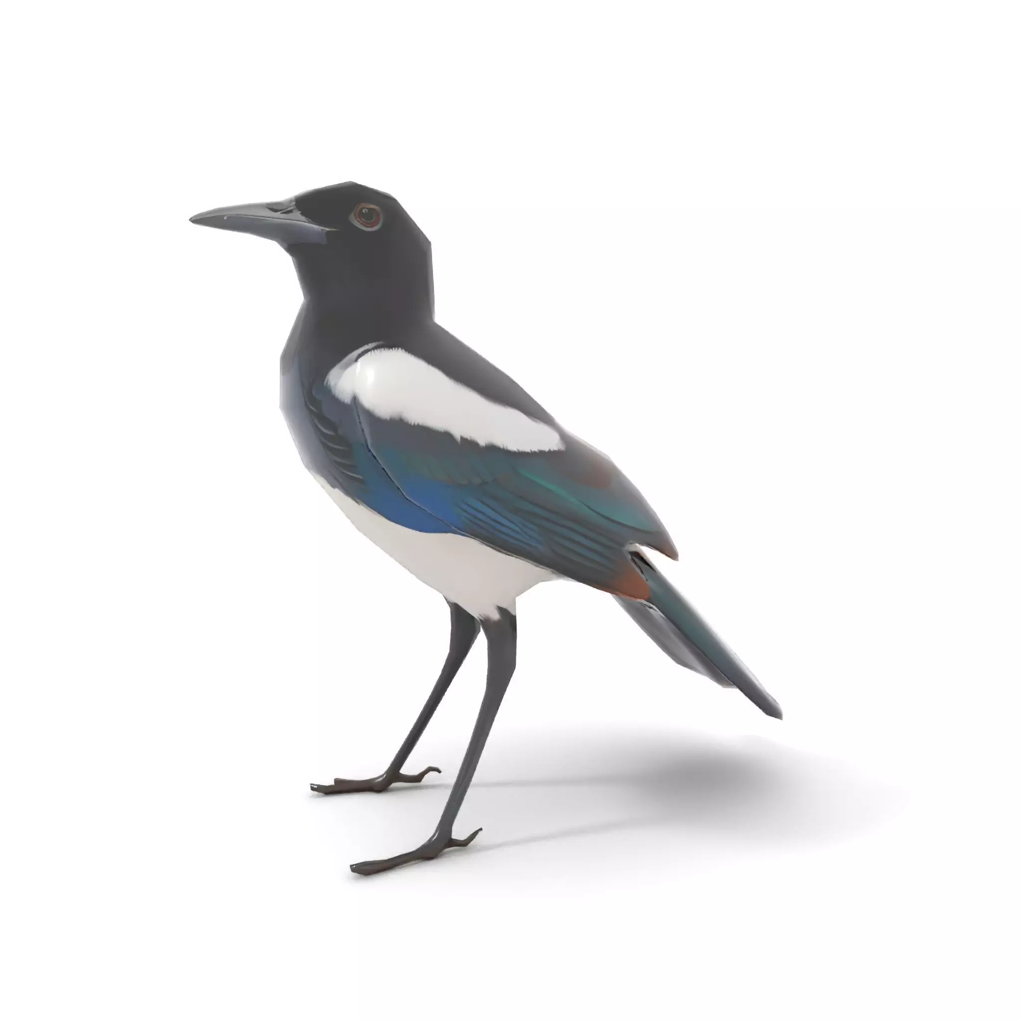 Elegant Magpie Bird model pack Low-poly 3D model_8