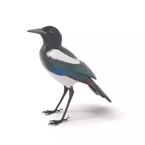 Elegant Magpie Bird model pack Low-poly 3D model