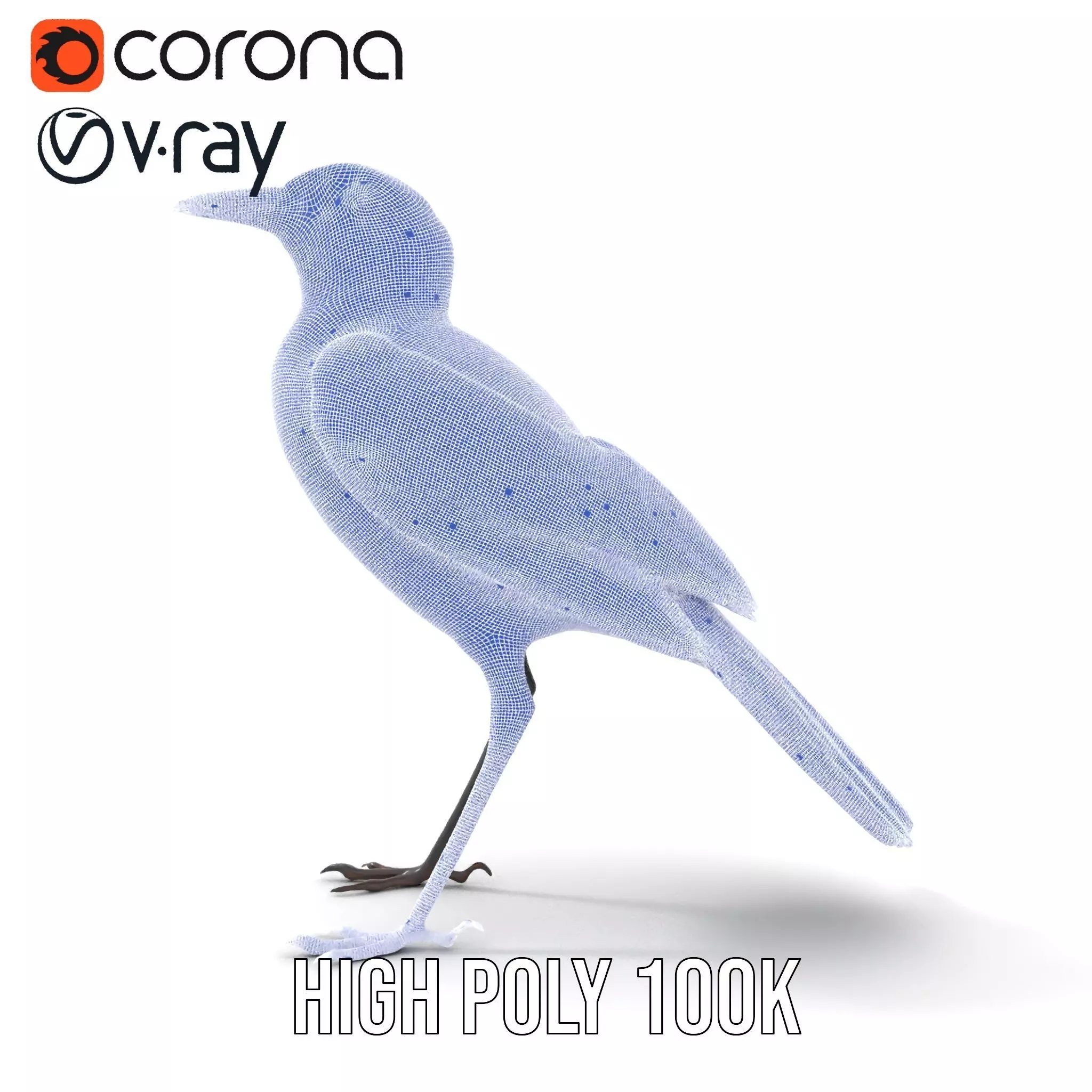 Elegant Magpie Bird model pack Low-poly 3D model_34