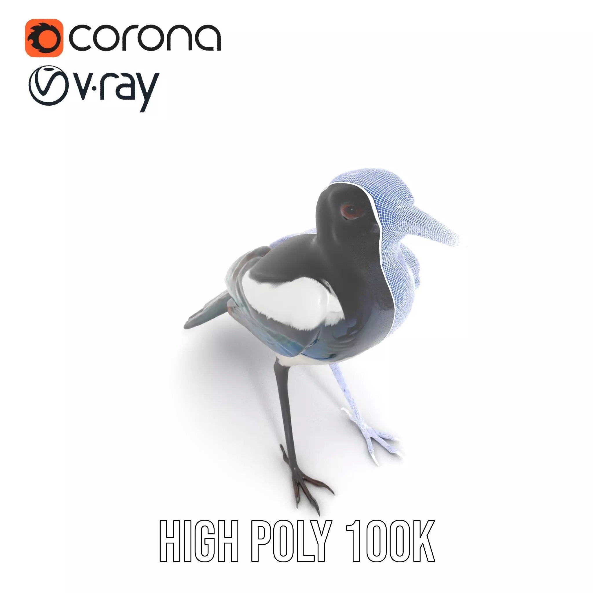 Elegant Magpie Bird model pack Low-poly 3D model_33